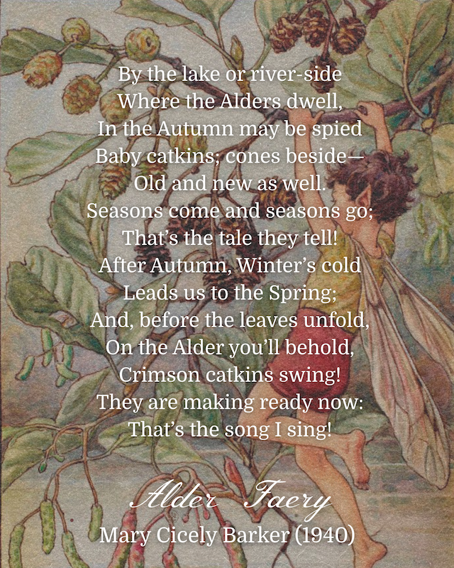Spiritual Alder Tree Post (1800 x 1800 px) (Instagram Post (45)) - 10.PNG