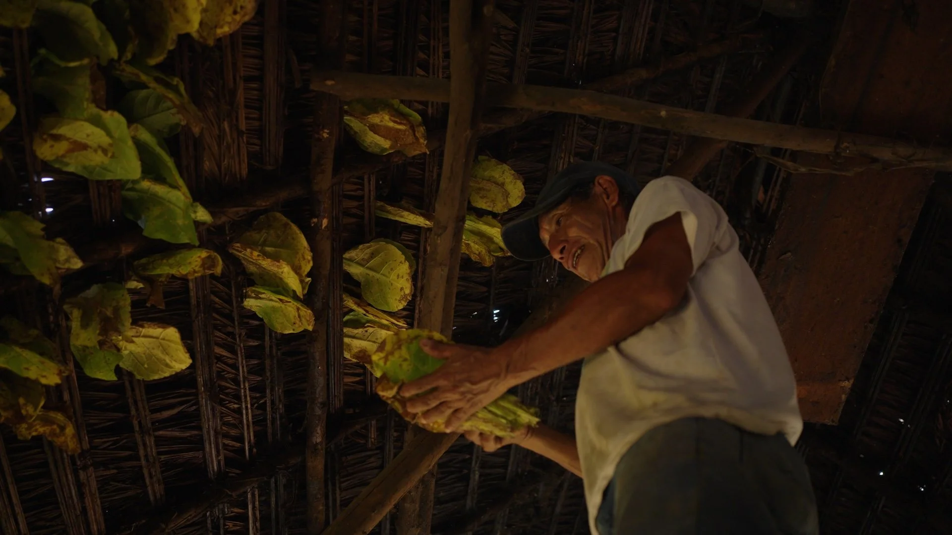 hanging & drying tobacco