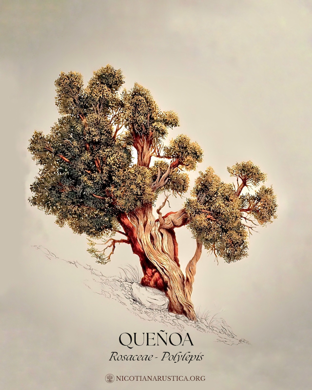 Illustration of a Queñoa tree from the Rosaceae family, Polyphyllus genus, with a twisted trunk and dense green foliage on a light background, with its name and botanical classification below.