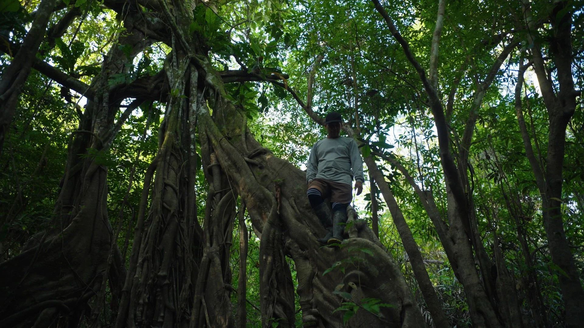 a large medicine tree