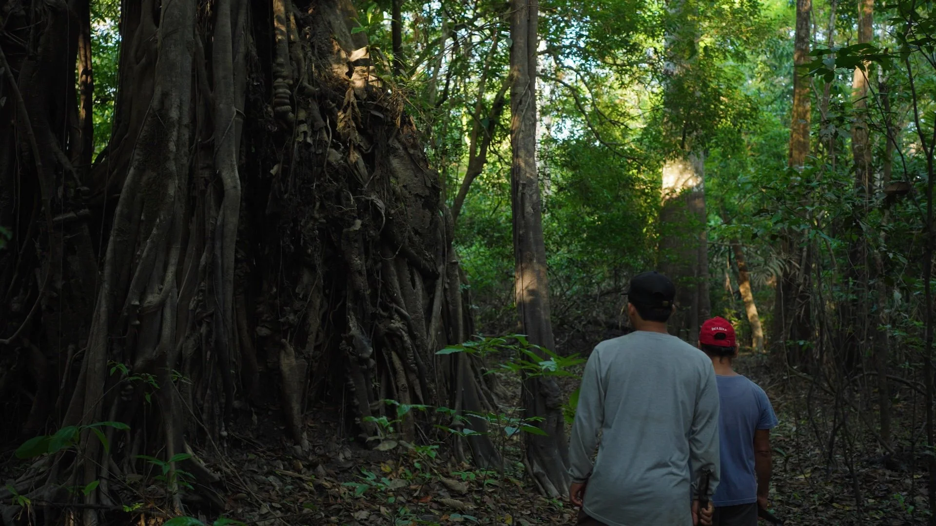 walking to a large medicine tree