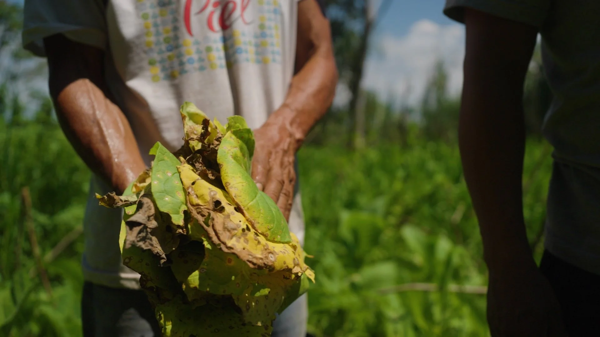 picking tobacco
