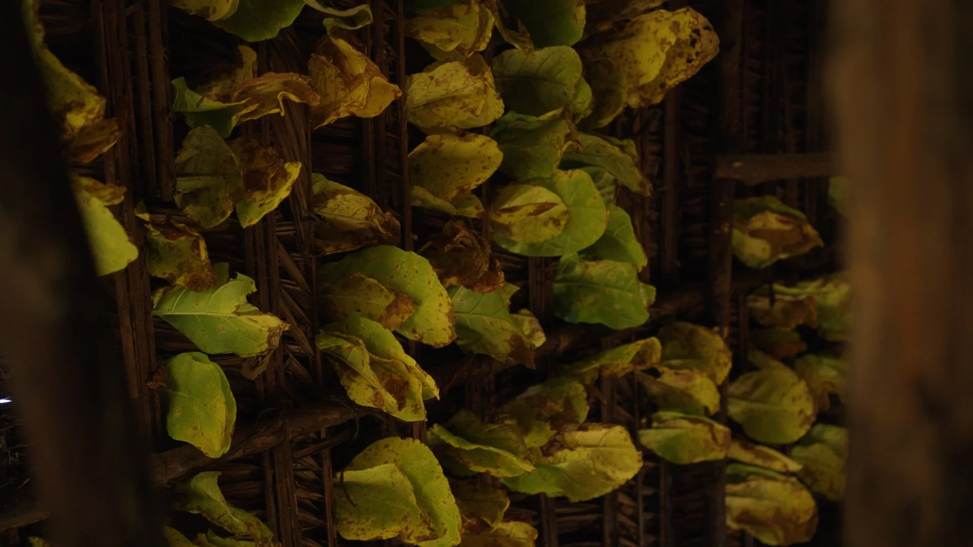 hanging & drying tobacco