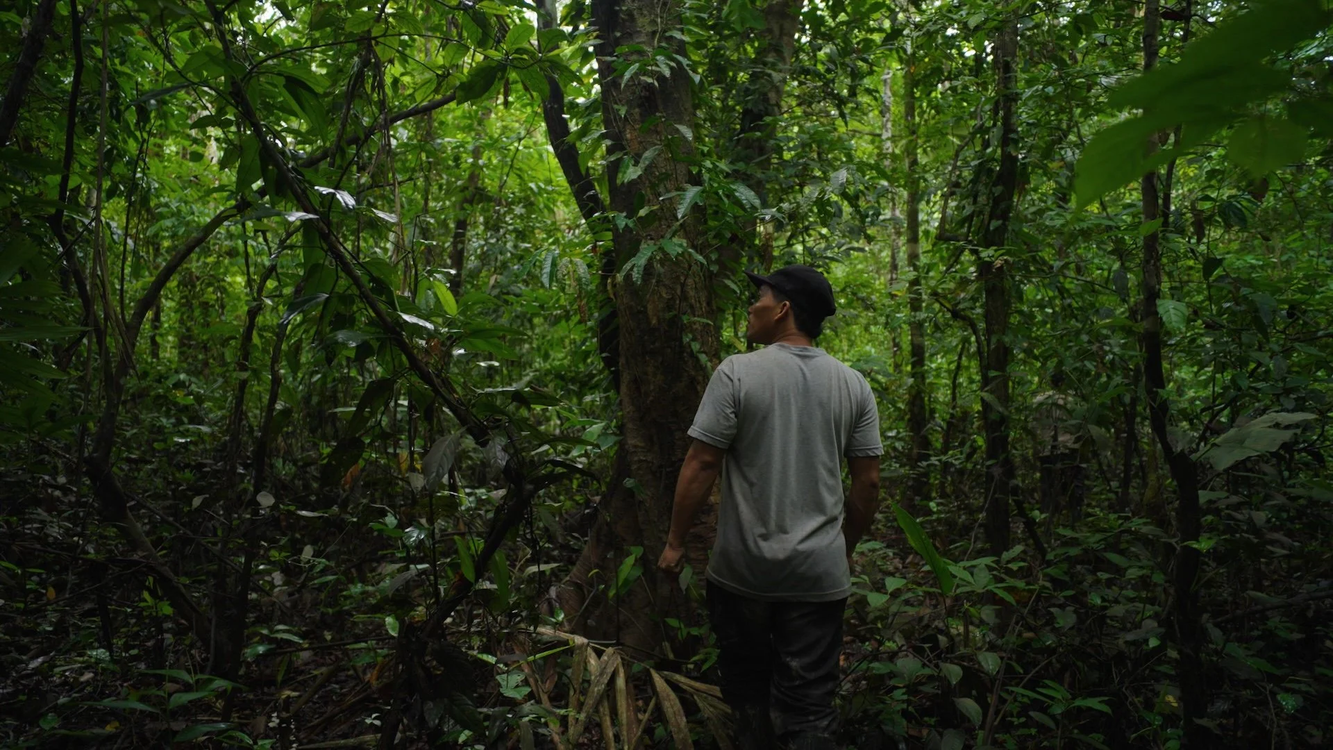 walking through the native jungle