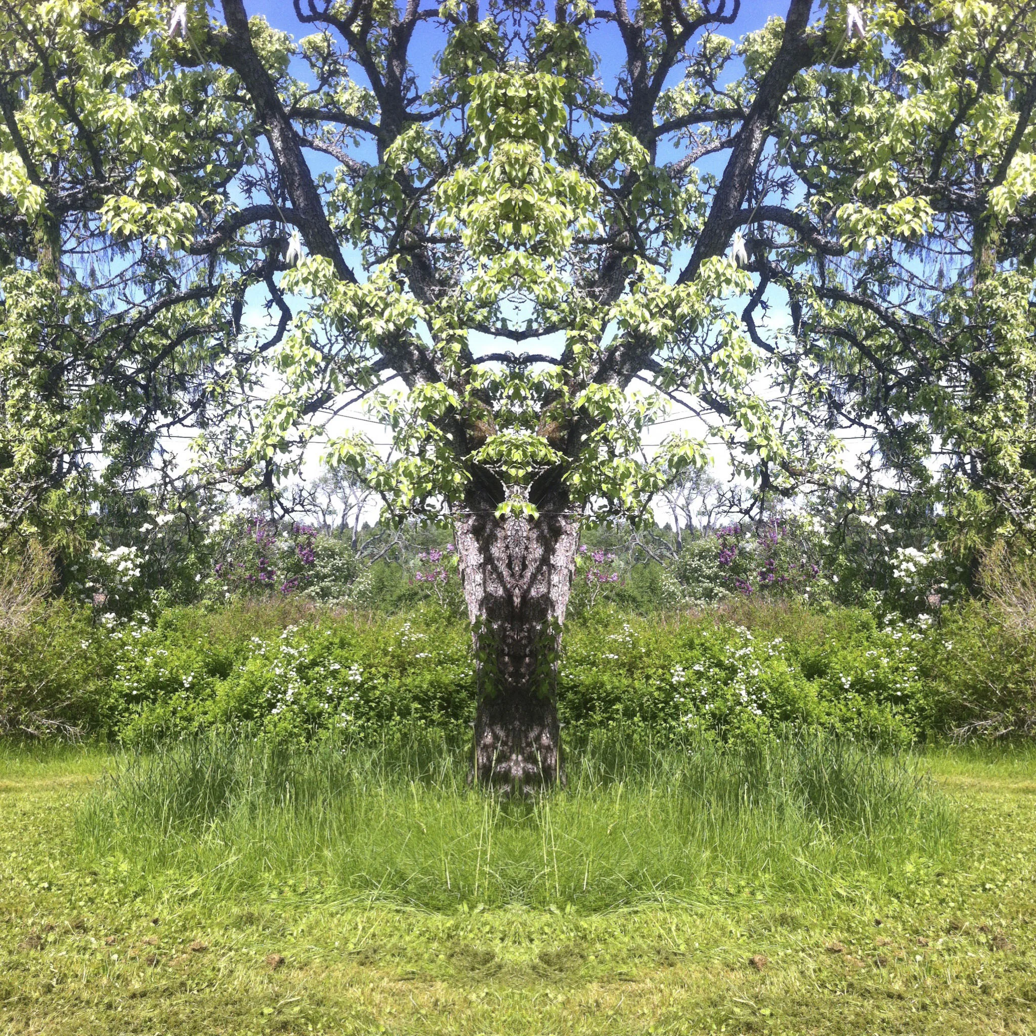 Always fascinated by the magic of nature. Shot with iPhone.
