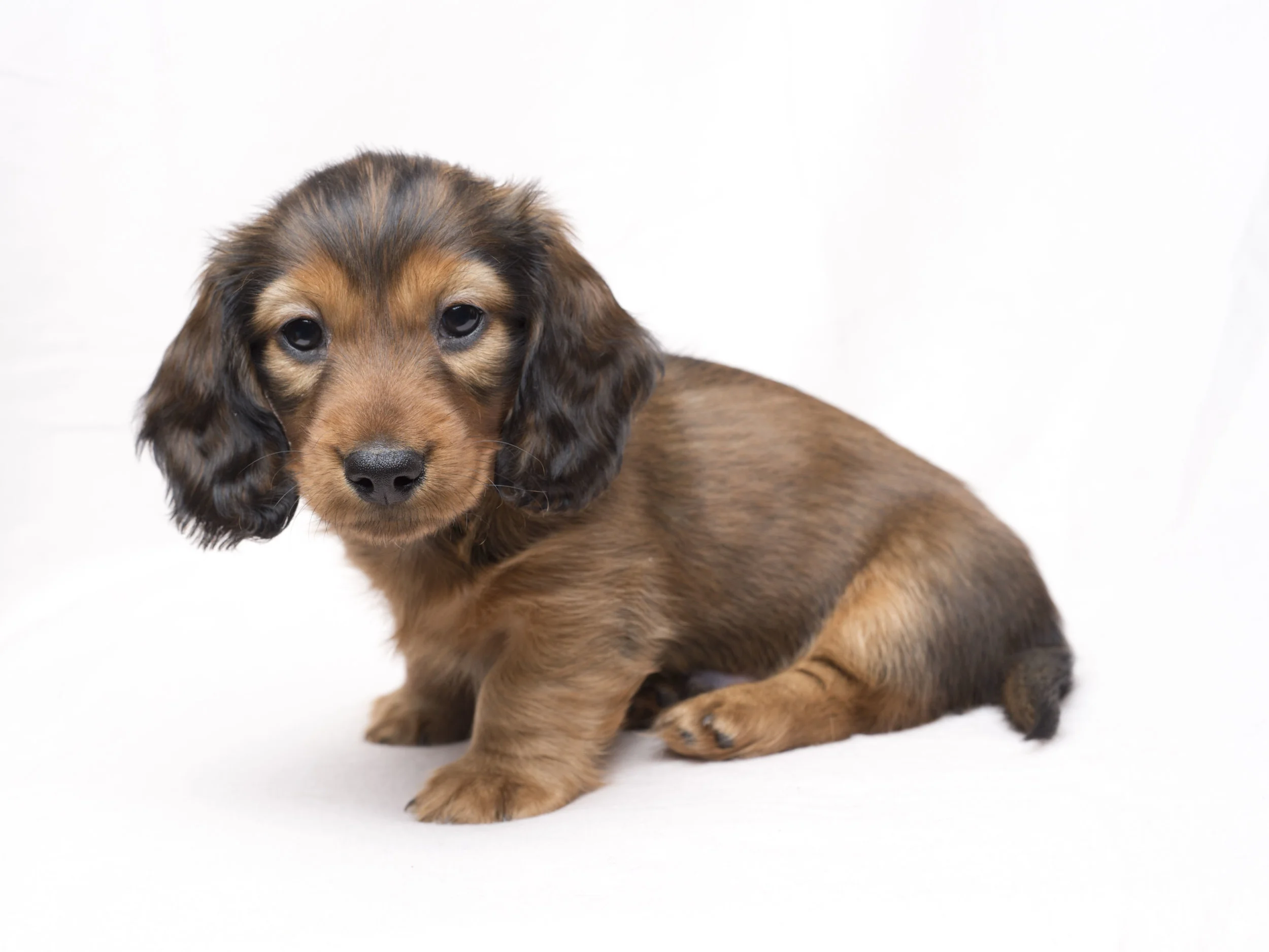 This is Enzo Ferrari. The so very cute and different personalities of dachshund puppies.