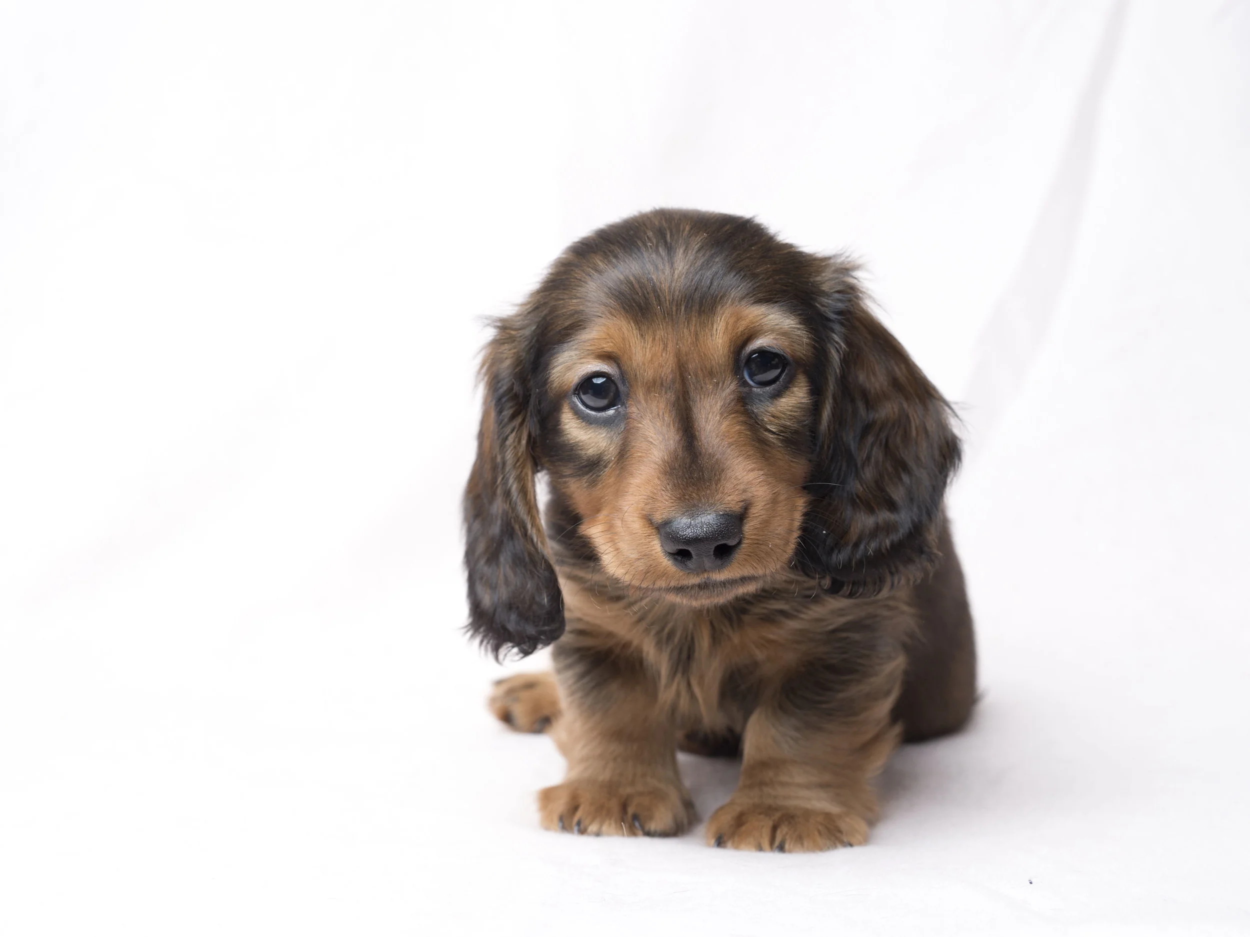 This is Einstein. The so very cute and different personalities of dachshund puppies.