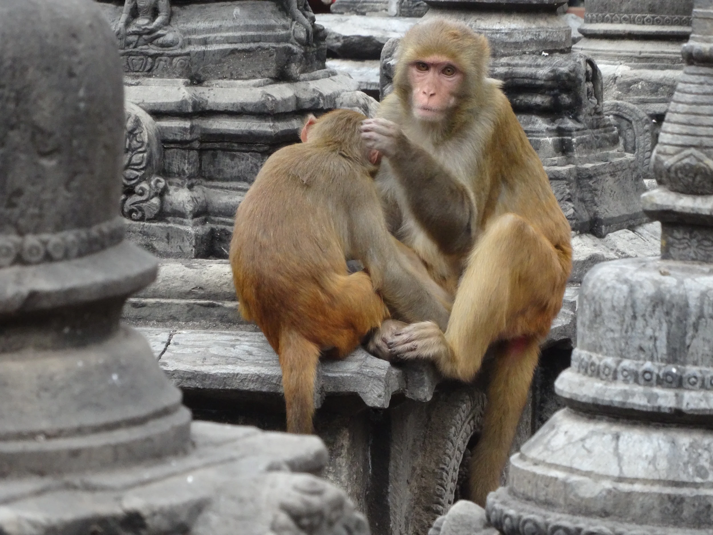 Nepal for Zoom - 40 of 146.jpg