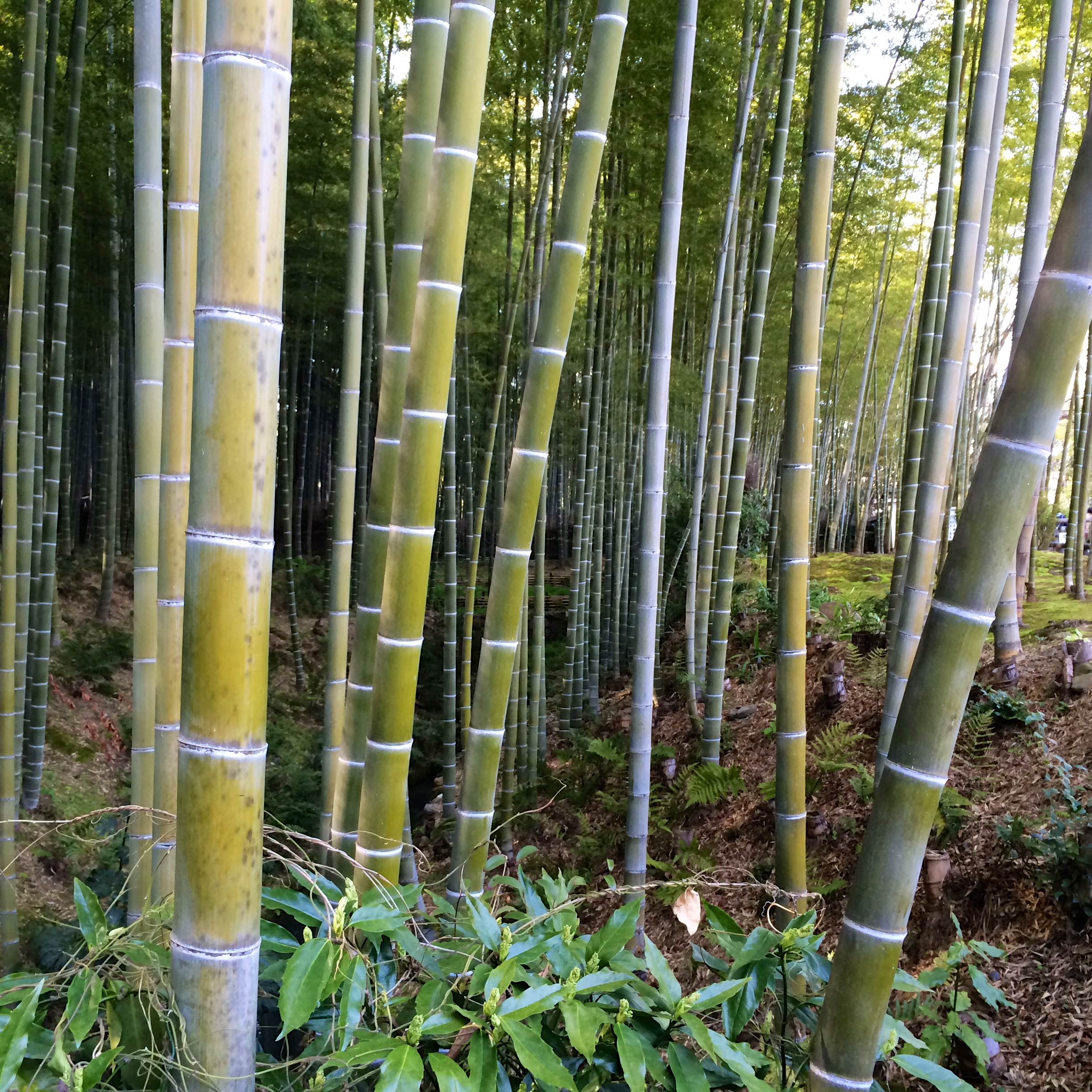 ZoomVacationsJapanBamboo.jpg