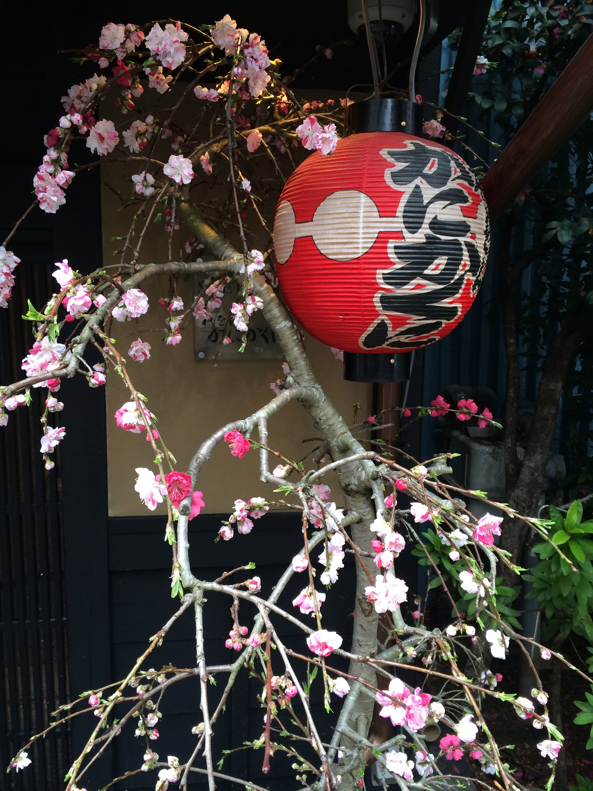 ZoomVacationsJapanCherryBlossom.jpg