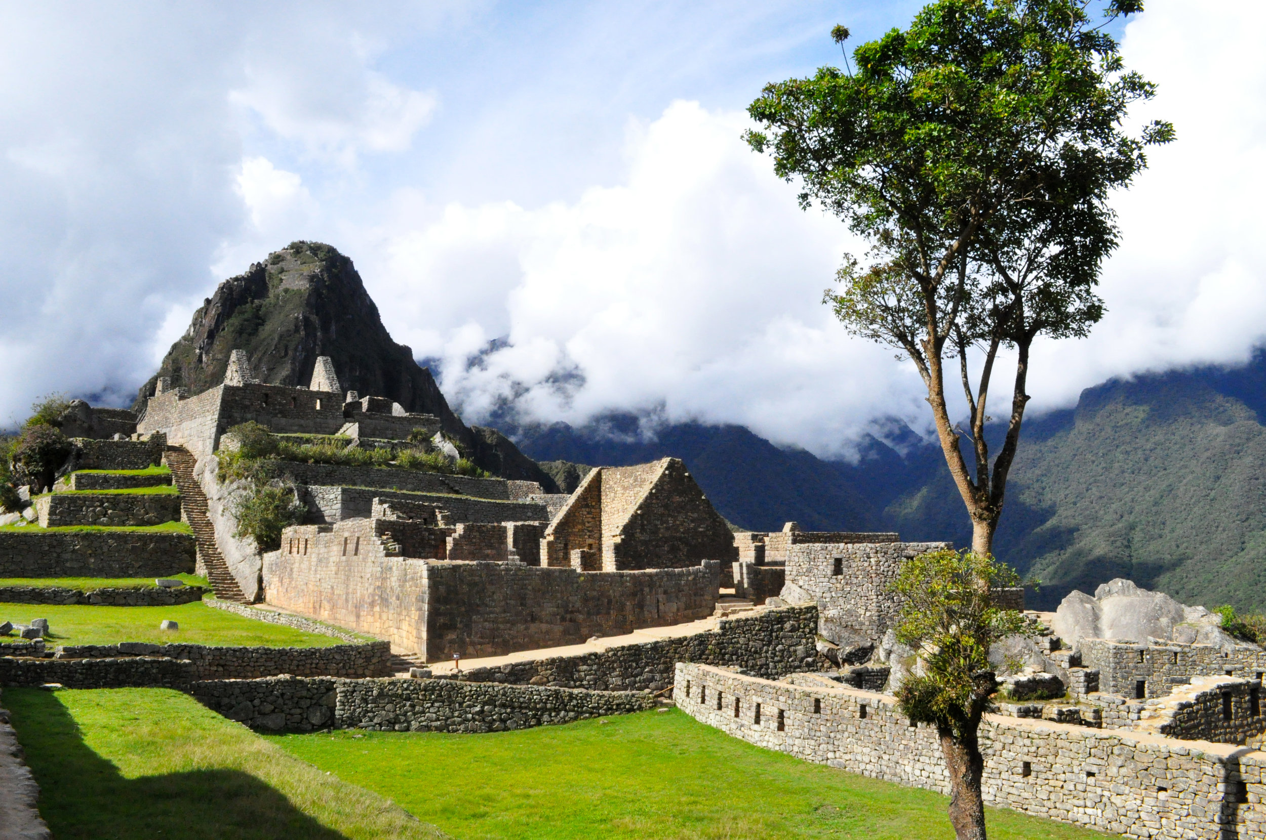 A sister tree grows in Machu Picchu