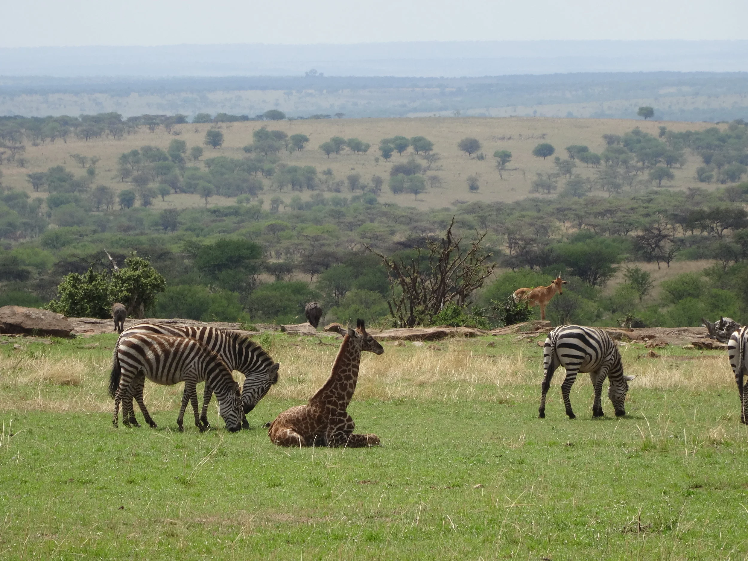 Month #11 of a Year of Contemplation: Interconnection