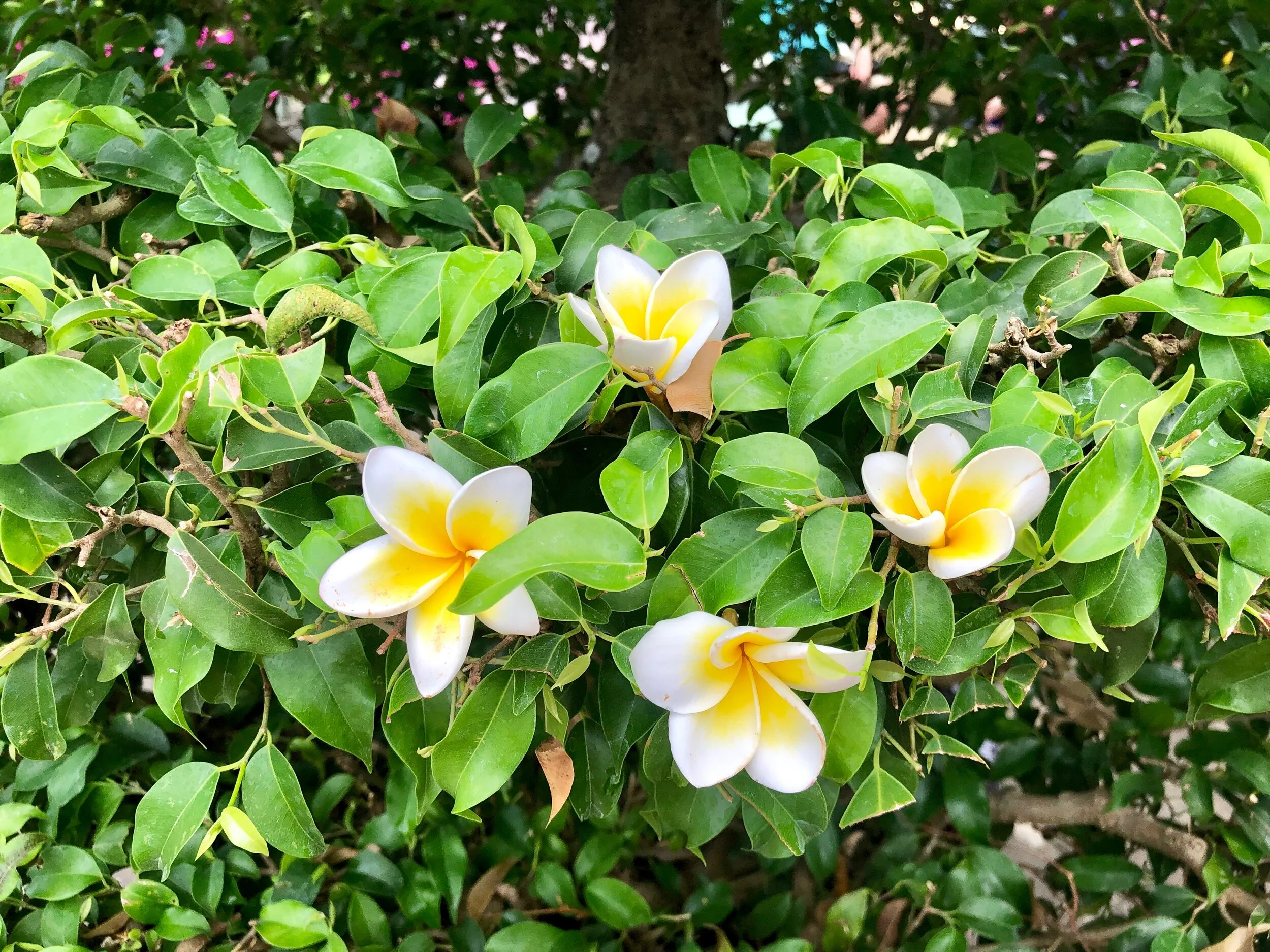 My Two Cents on Scents (While You Travel)