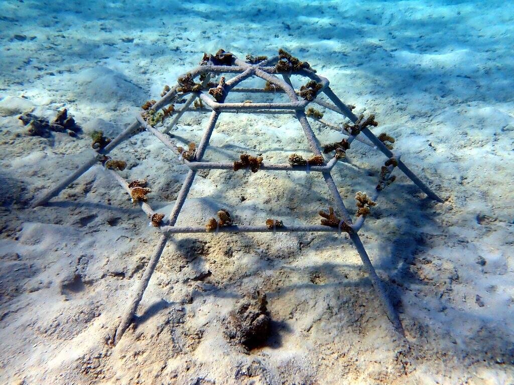 Our Zoom Vacations Coral Frame, freshly placed on the ocean floor.  We will track its progress every 6 months.