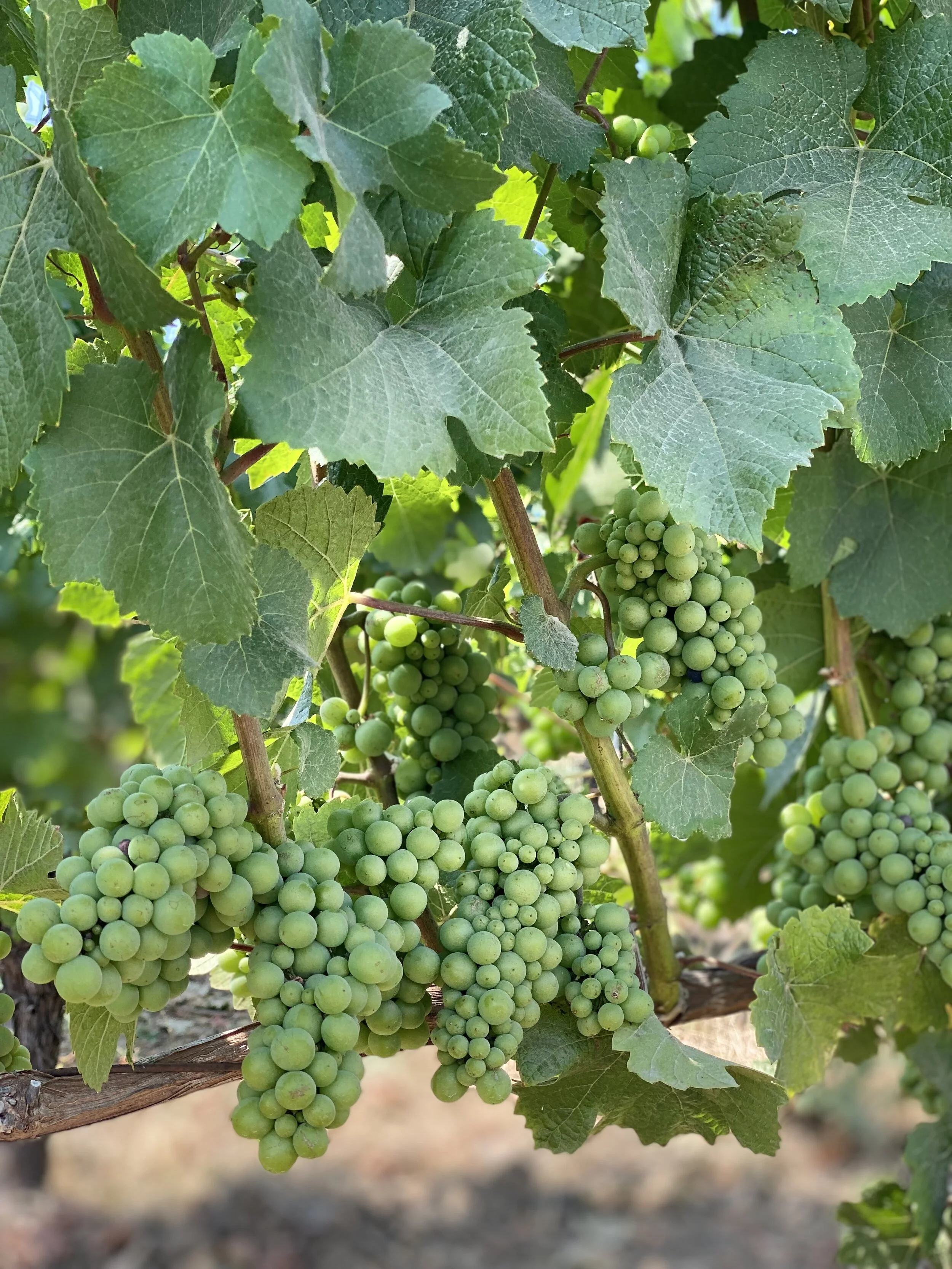 Travel Can be a Matter of Taste