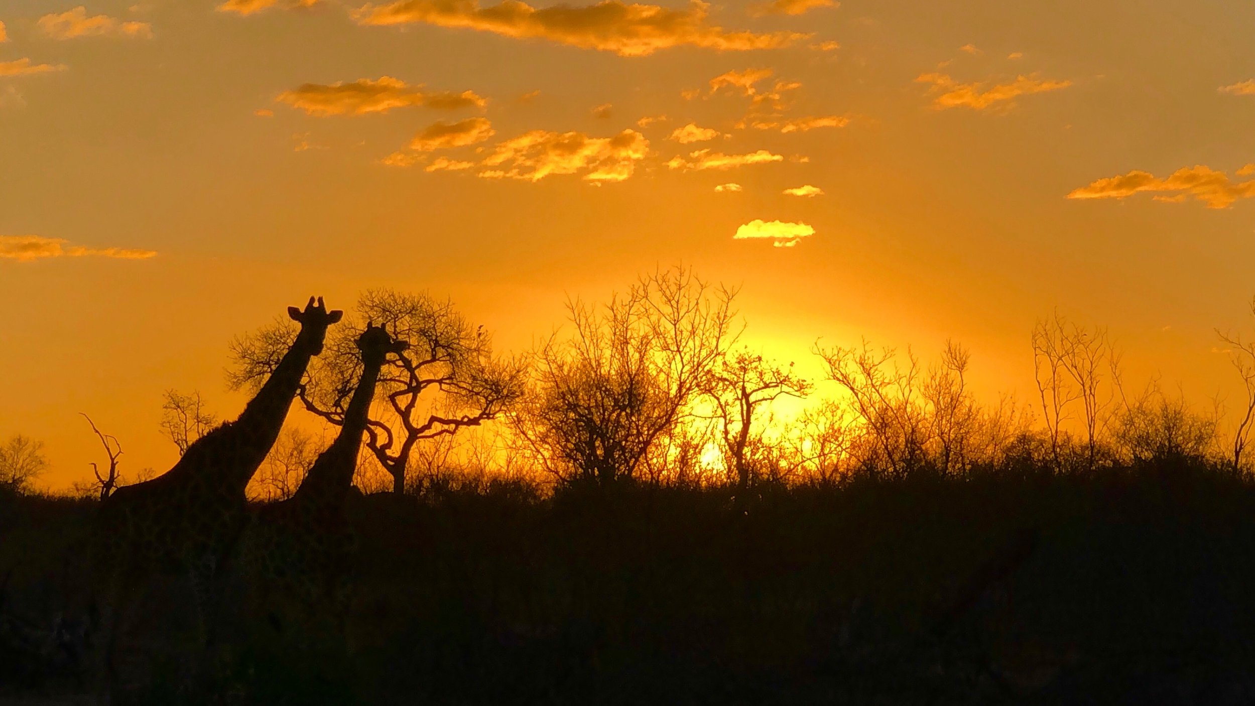 Safaris: Not a Once in a Lifetime Experience