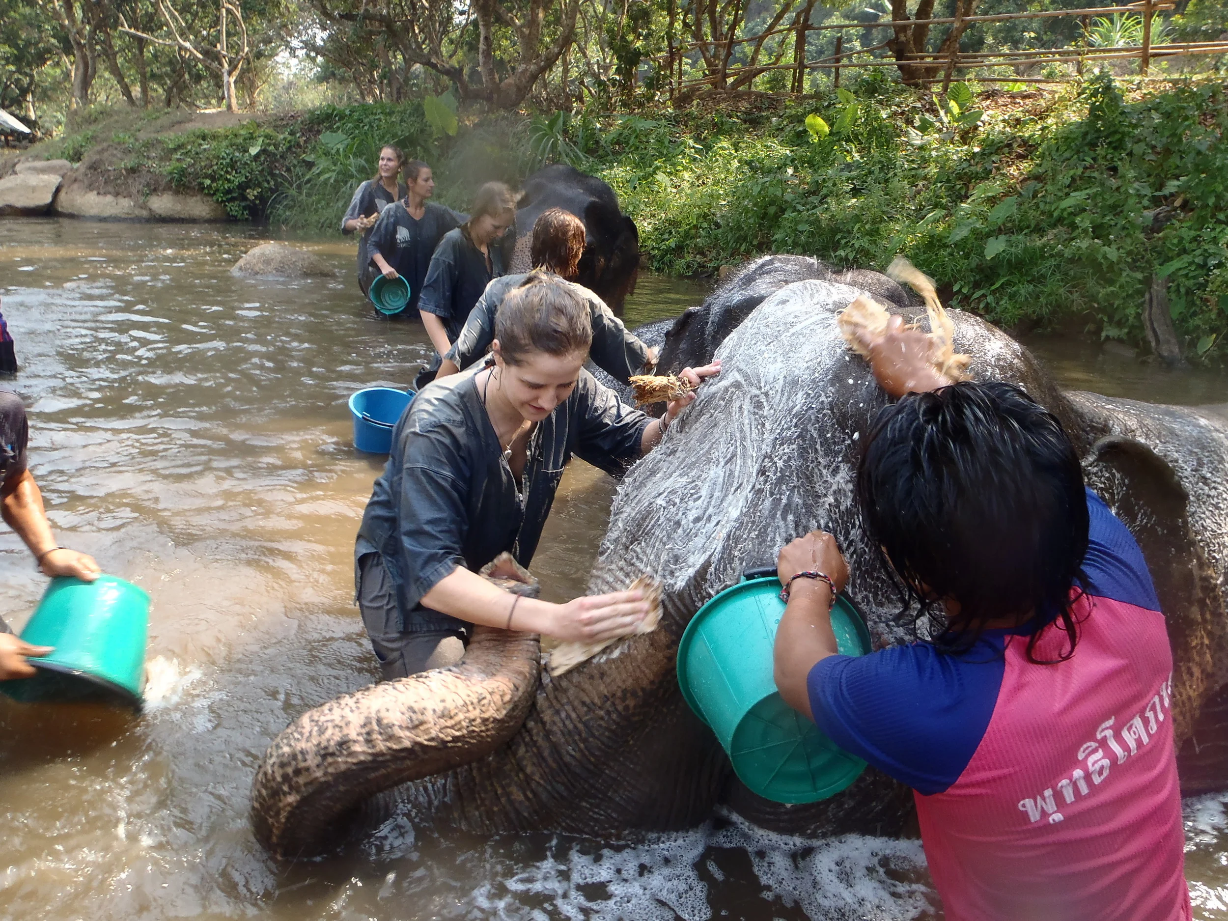 Premed Projects - Thailand elephant camp weekend.jpg