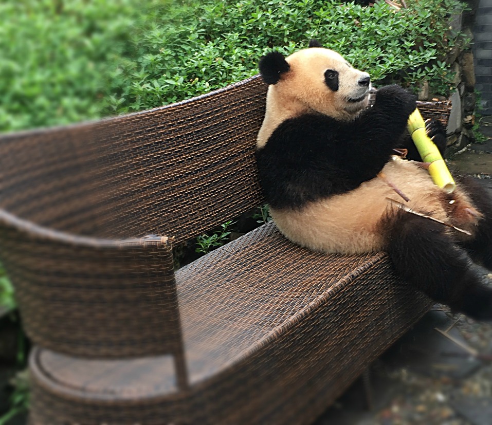 Panda Strikes A Pose