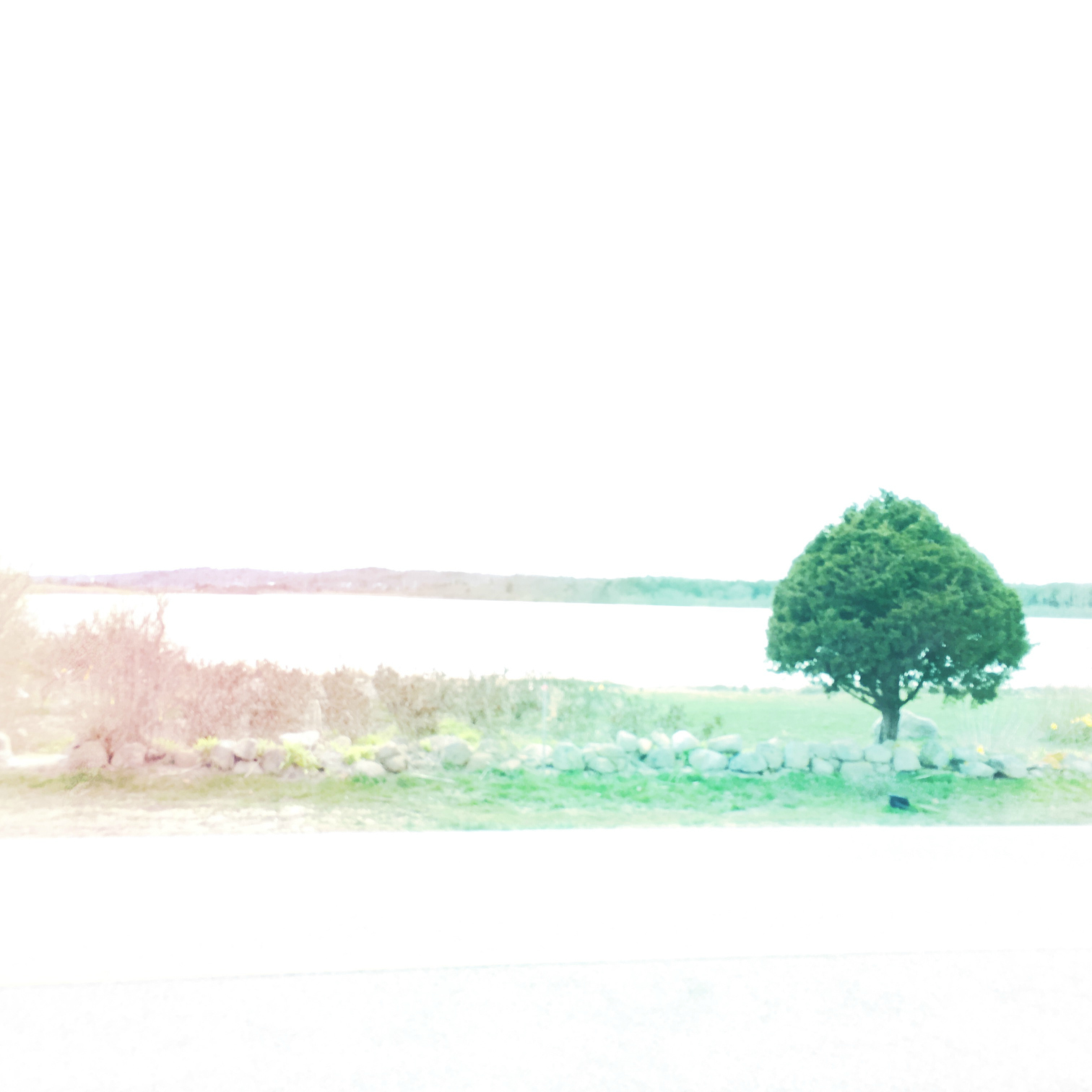 ©The Cape. Tree Near Salt Pond.jpg