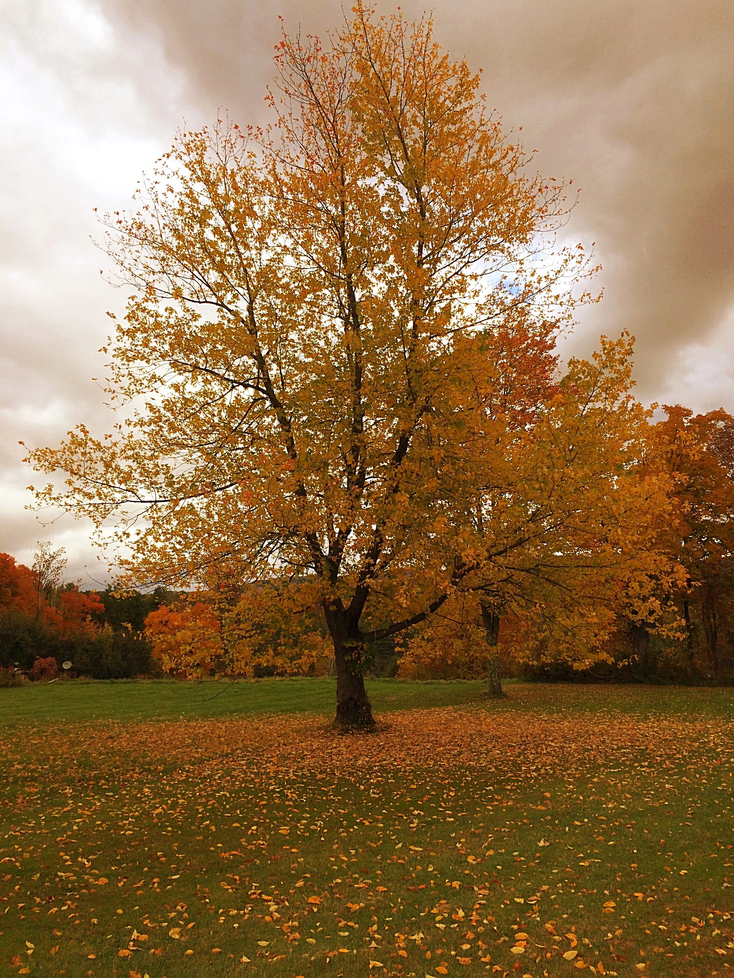 Fall Foliage 2015
