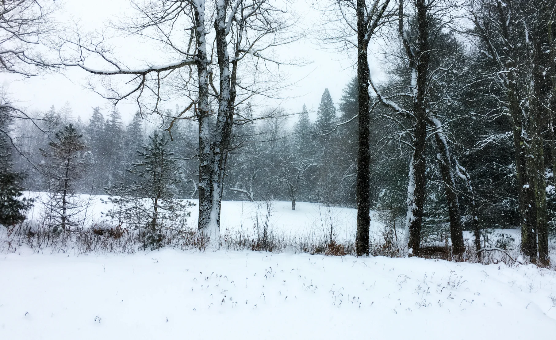 ©Snowstorm by Dena T Bray.jpg