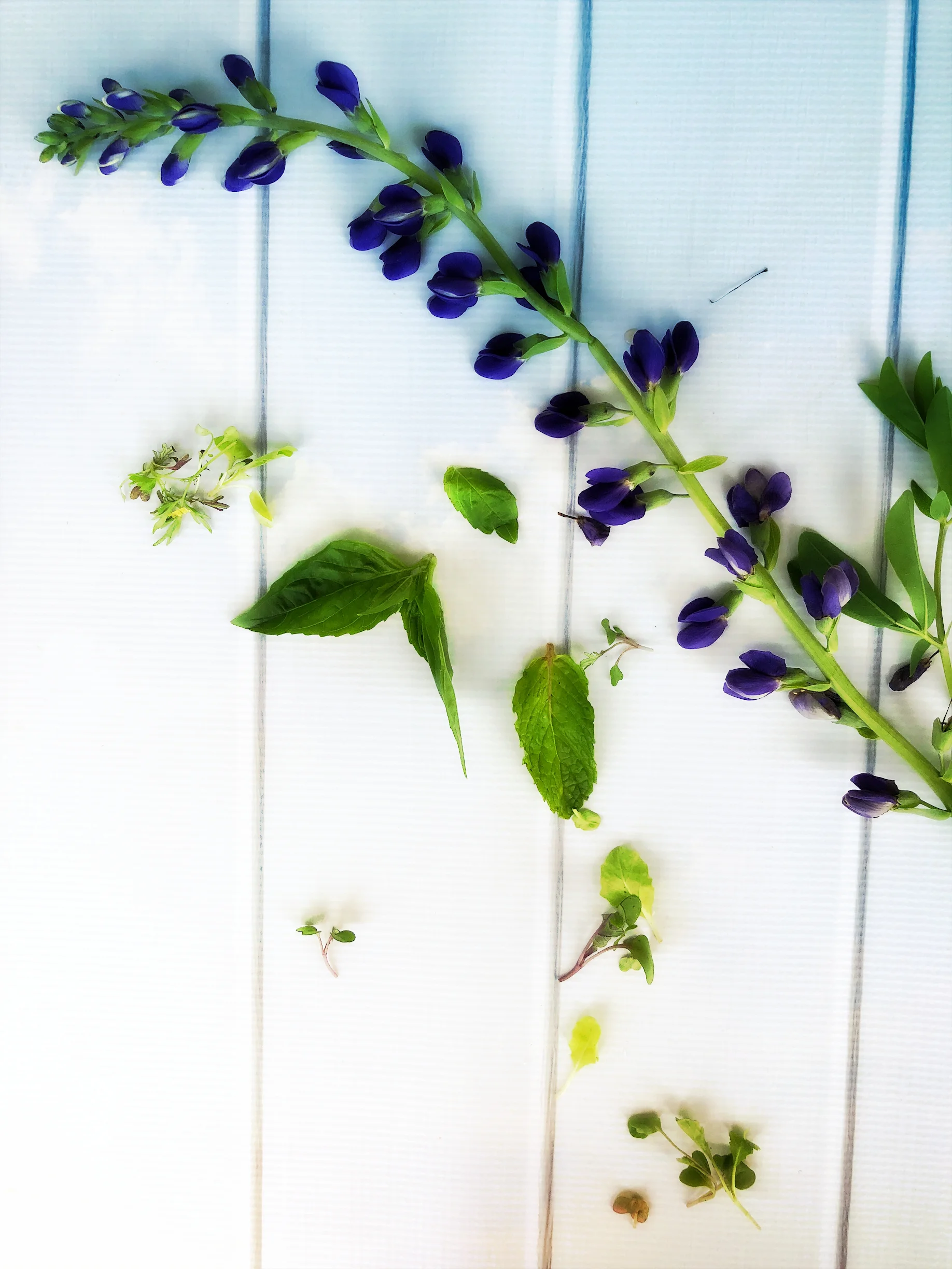 ©Simple Flower and Herbs by Dena T Bray.jpg