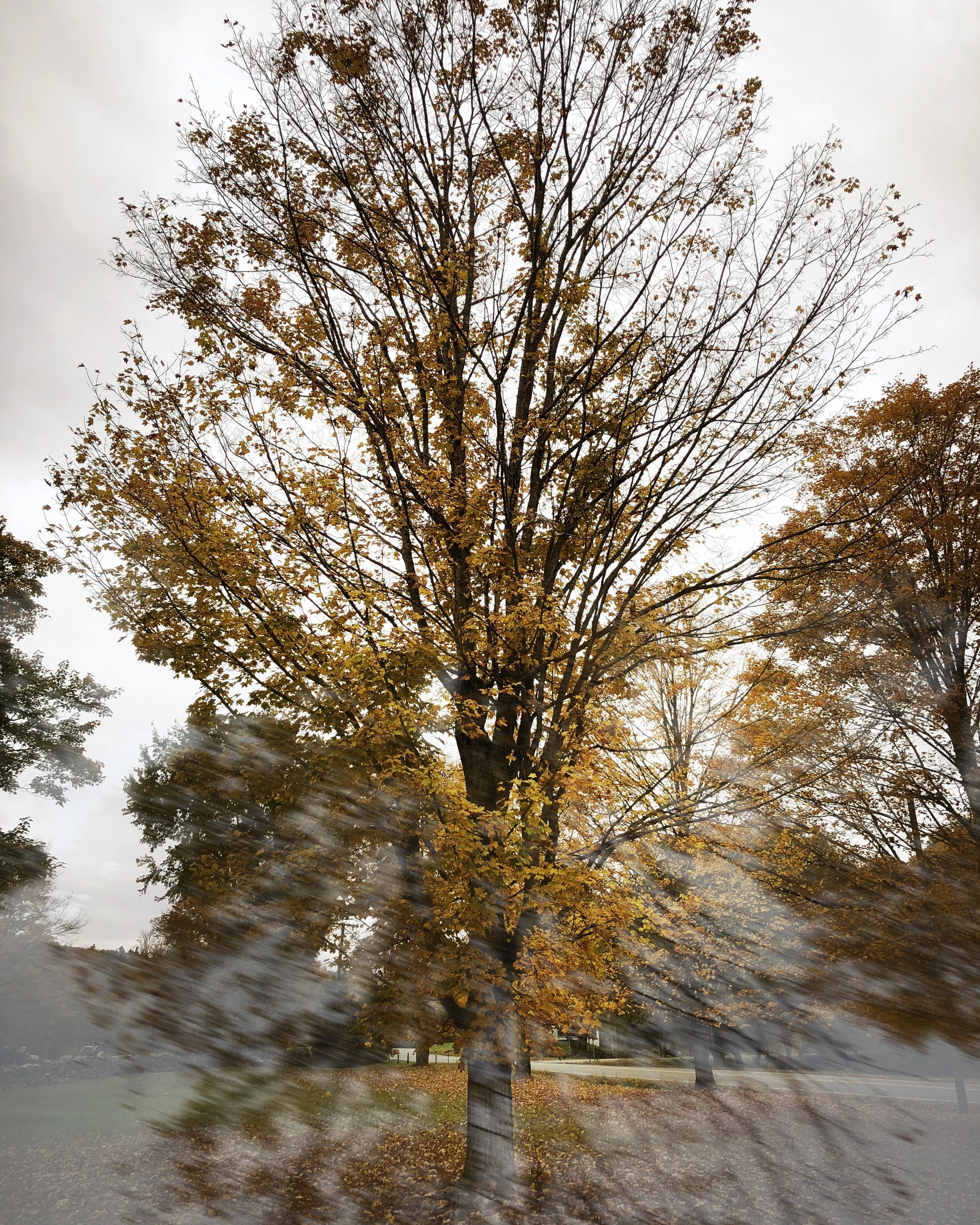 ©Tree in Motion by Dena T Bray.jpg