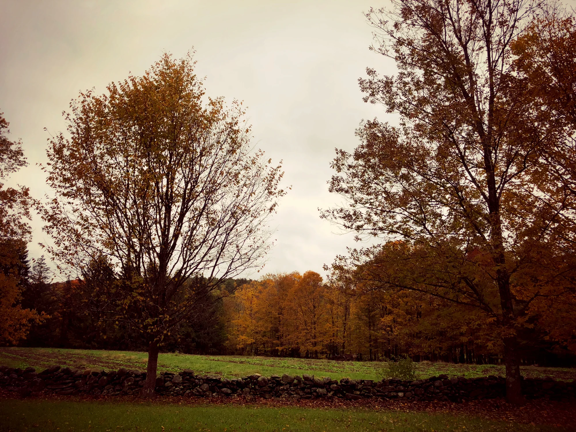 ©Glowing Field by Dena T Bray.jpg