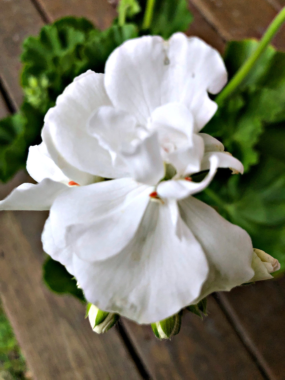 Single White Flower, Etna