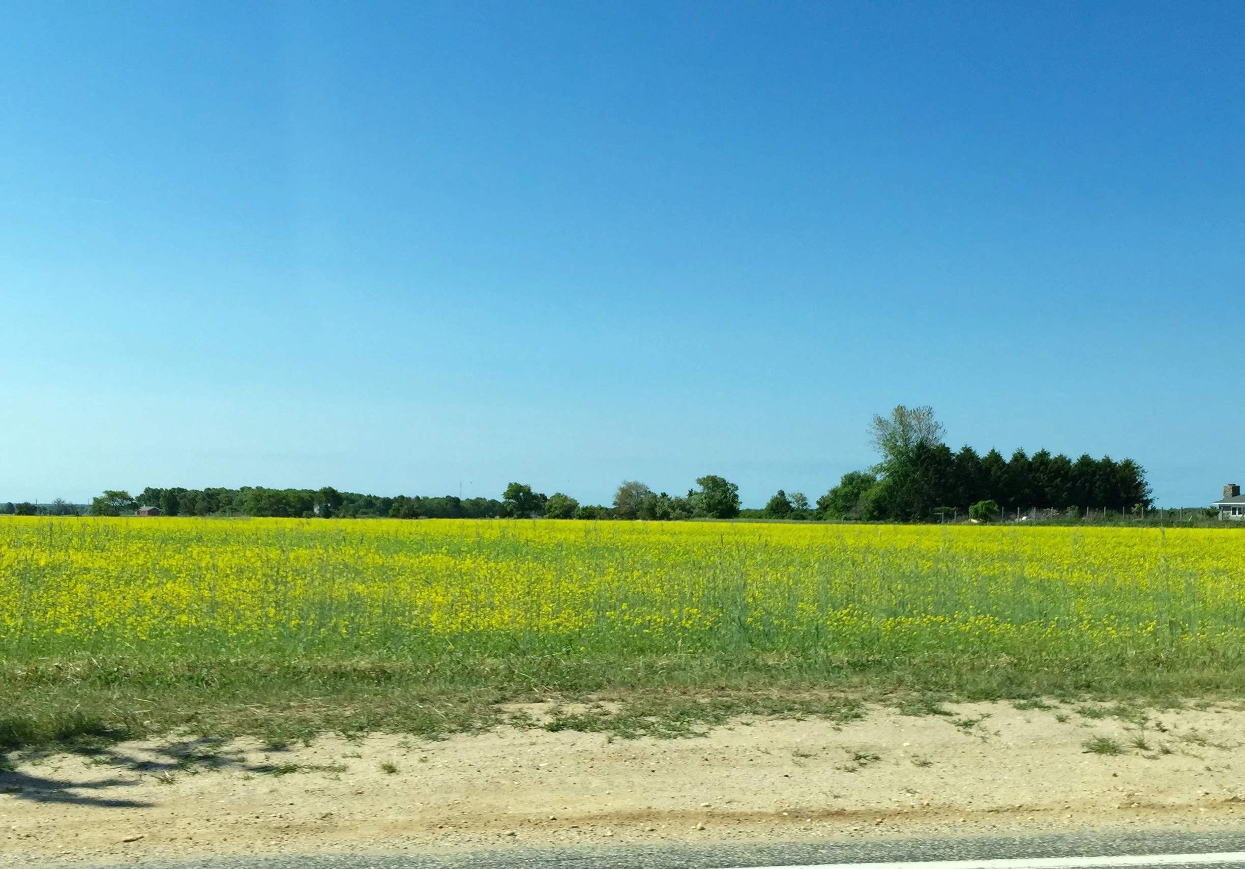 IMG_8510.jpeg