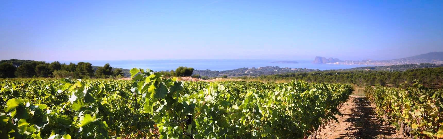 LIGURIA WINE EXPERIENCE . Sommelier Guided Winery & Olive Oil Tour with Gourmet Lunch . Saturday 30th January 2016