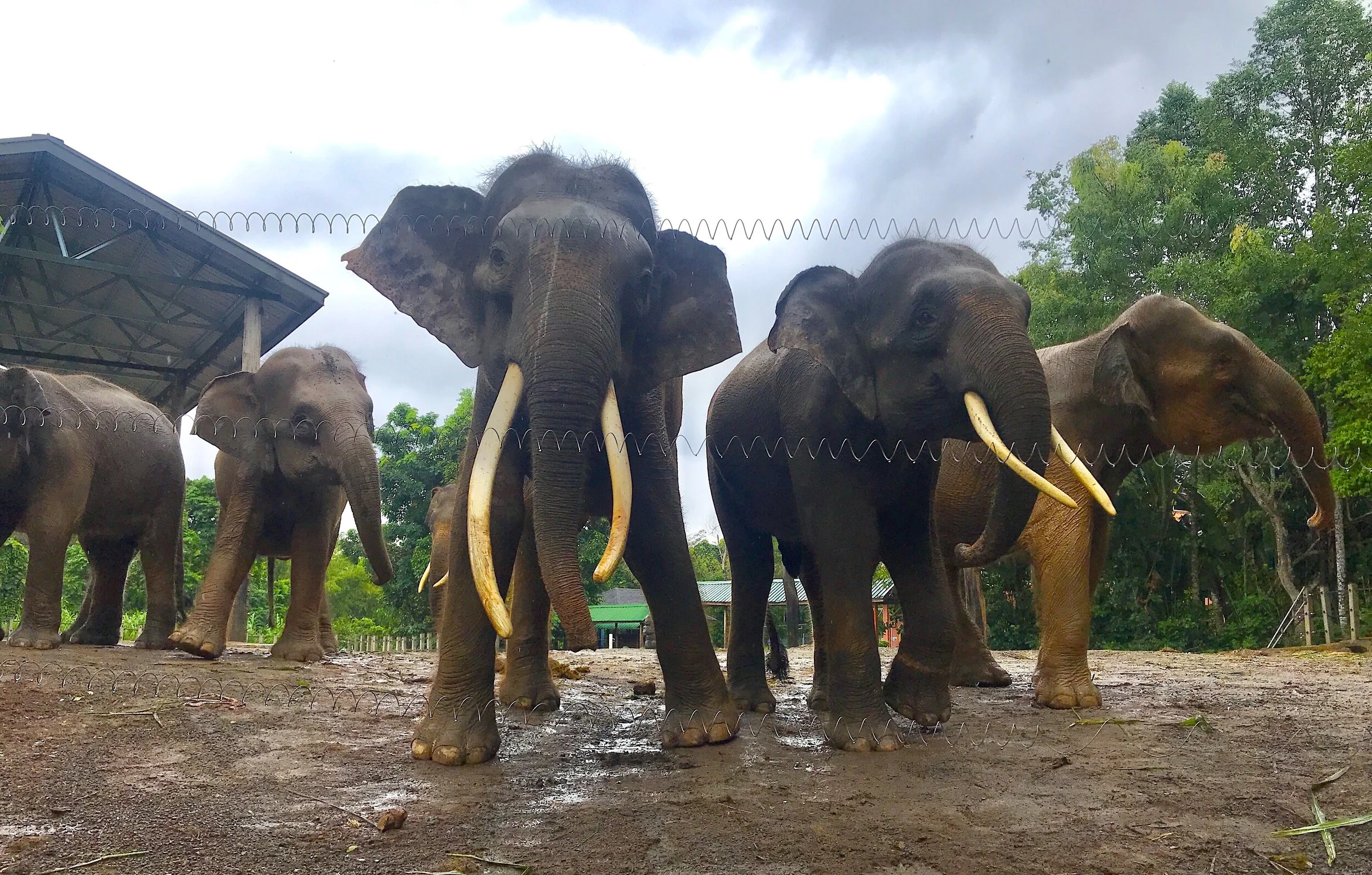 Club Vivanova Aids the Borneo Wildlife Preservation to Protect the Endangered Bornean Pygmy Elephant from Risk of Extinction