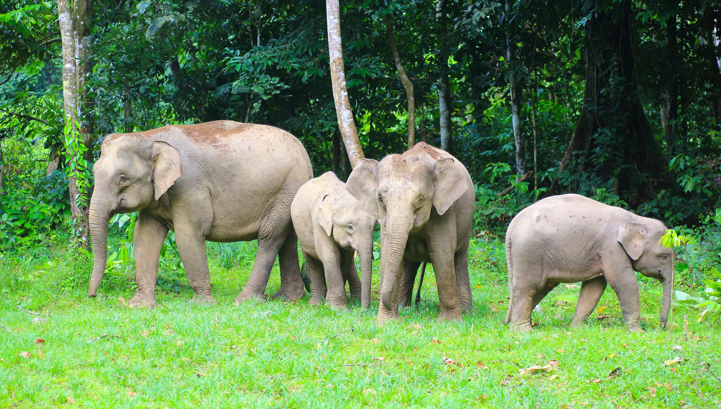 The Borneo Wildlife Preservation Hosts Monaco Enchanted Forest Charity Lunch at the Fairmont Monte Carlo in February 2021