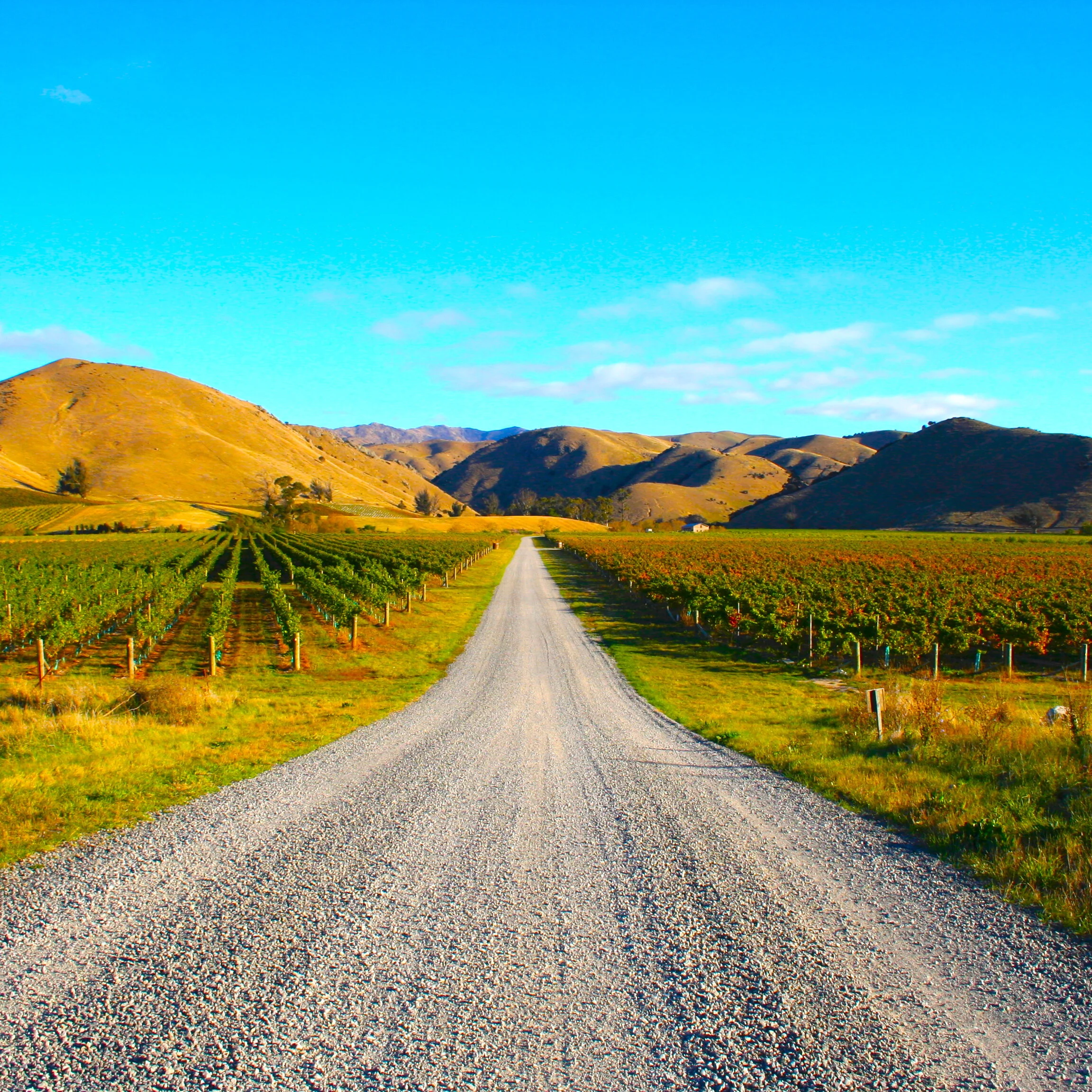 ZOOM . Virtual New Zealand Wine Experience with Brad Mitton . Friday 29th January 2021