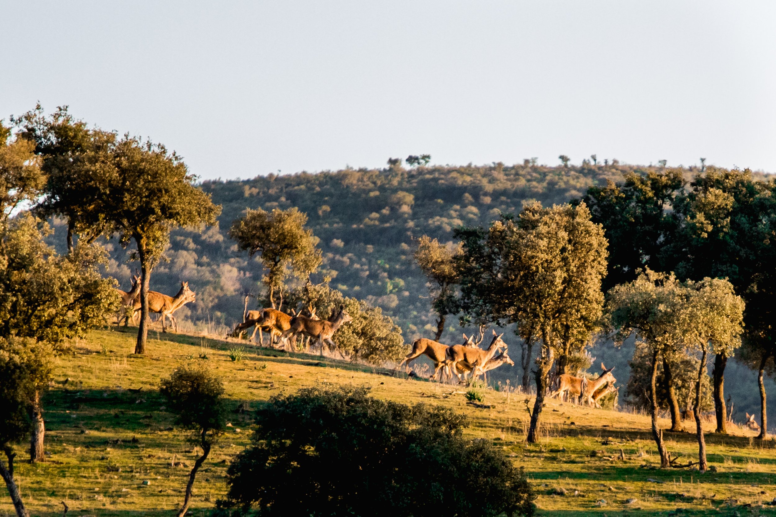 Animales Venado_07.JPG