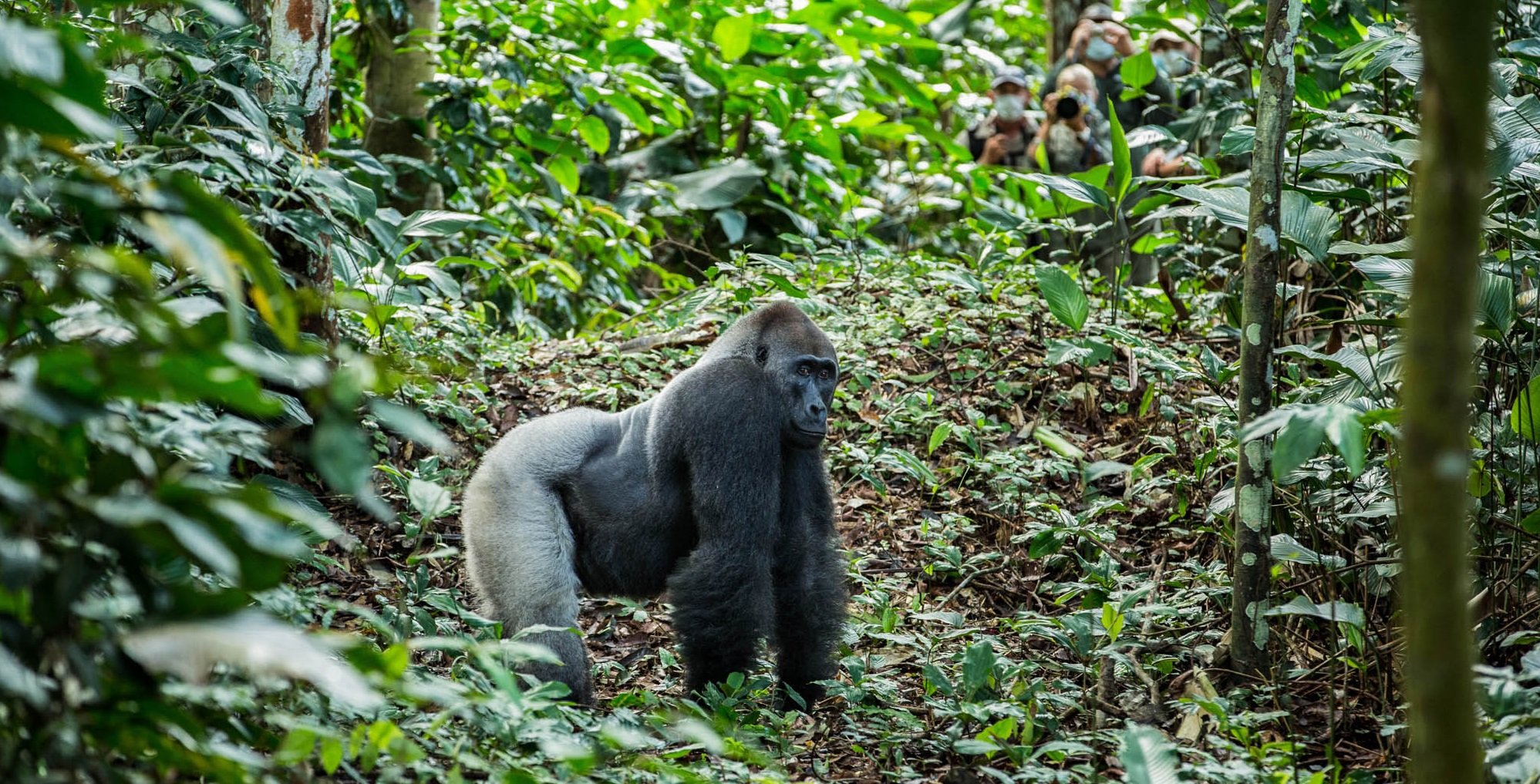 Safari de luxe au Congo (3).jpg