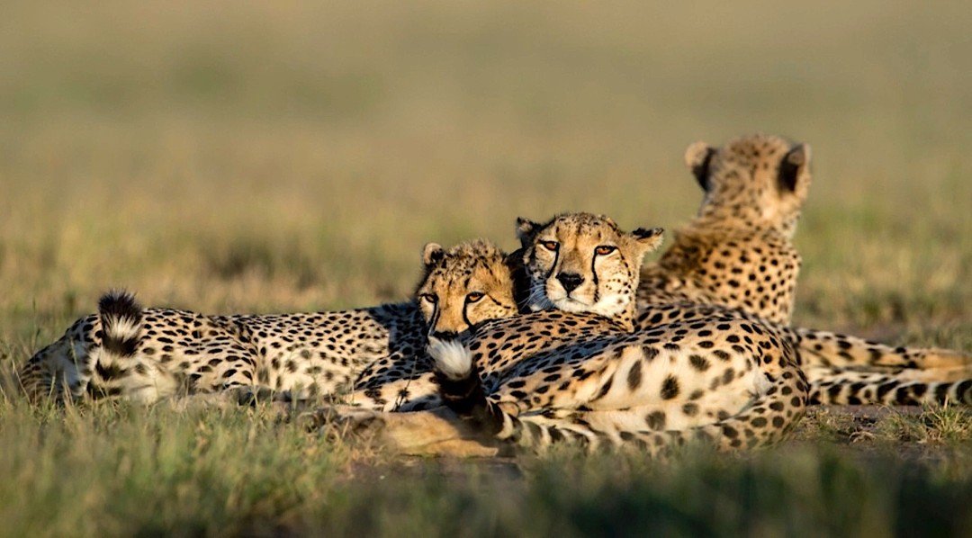 ℹ️ Corporate Partner Trending Article - Exploring Five Exceptional Safari Ideas Tailor-Made by Immanent Travel

A communion with nature. 
Adventure, landscapes immensity and the patience to take the perfect photo. The first safari is a special experi