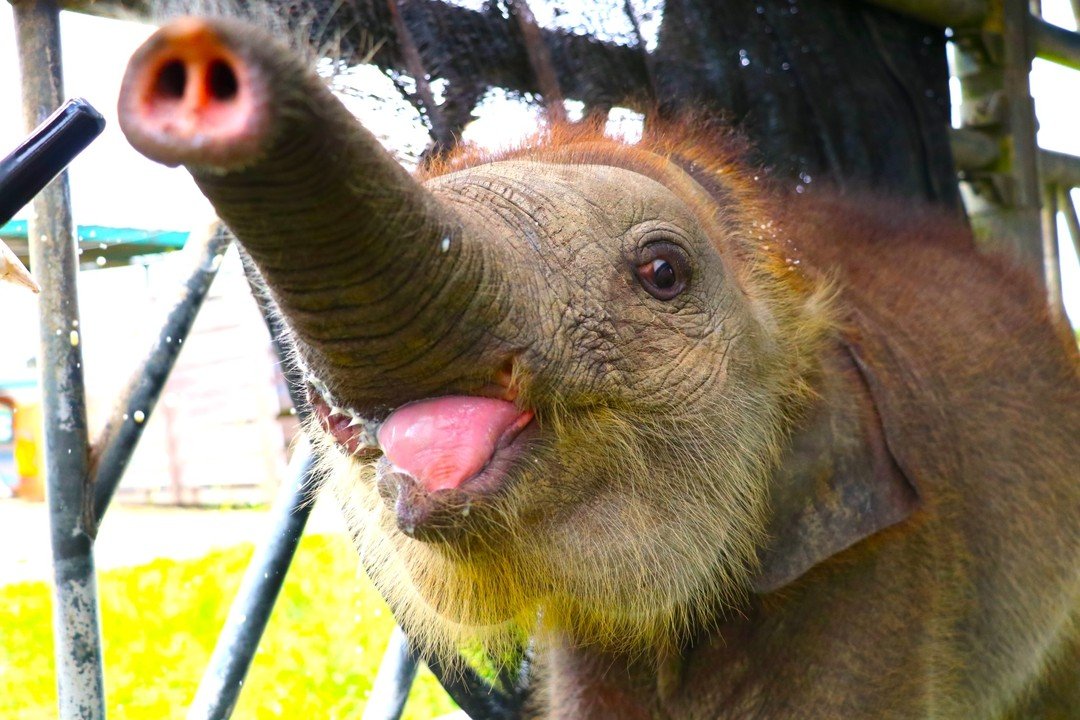 🙏 Giving Back - How You Can Help to Save the Rainforest and the Endangered Borneo Pygmy Elephants!

Over the last three years and during six events, Club Vivanova has helped to raise over &euro;75,000 for the Borneo Wildlife Preservation and now we 