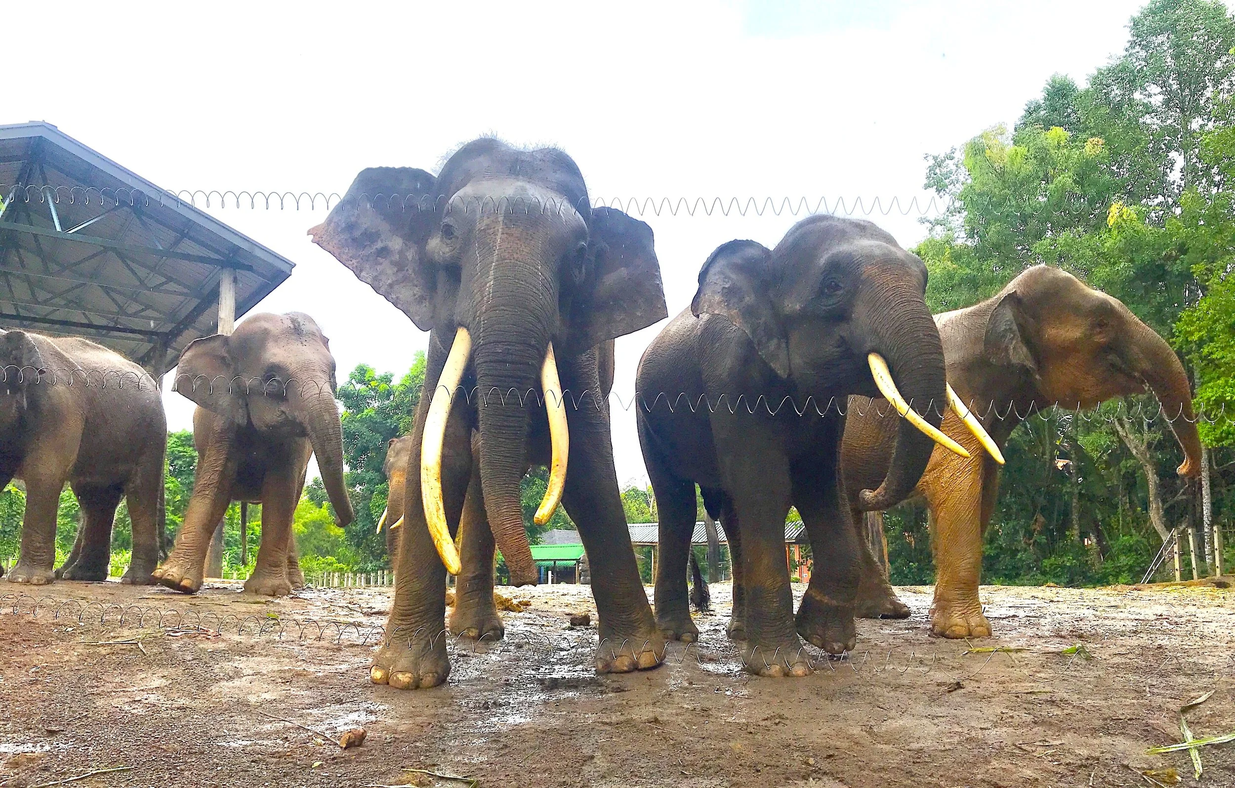 Support the Borneo Wildlife Preservation and their Forthcoming Save The Rainforest Gala in Monaco