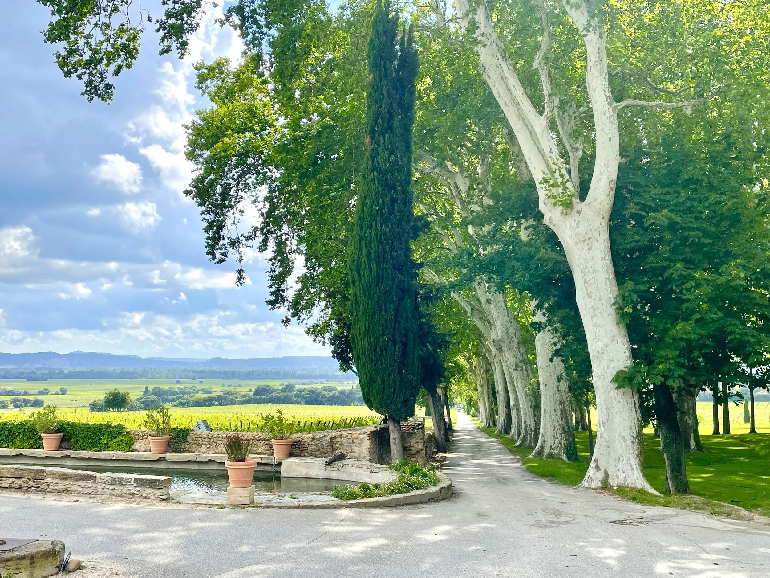 Château La Nerthe vineyards.jpg