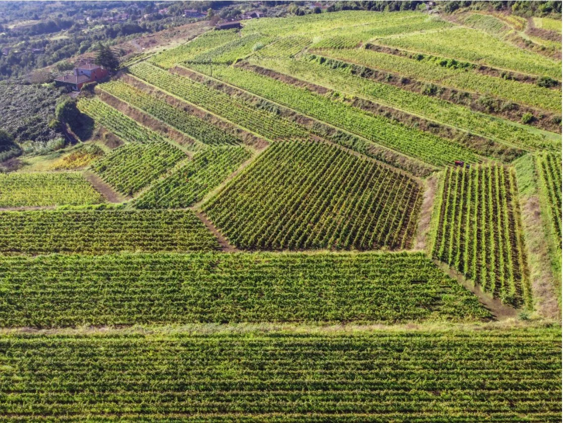 Villagrande vineyards.jpg