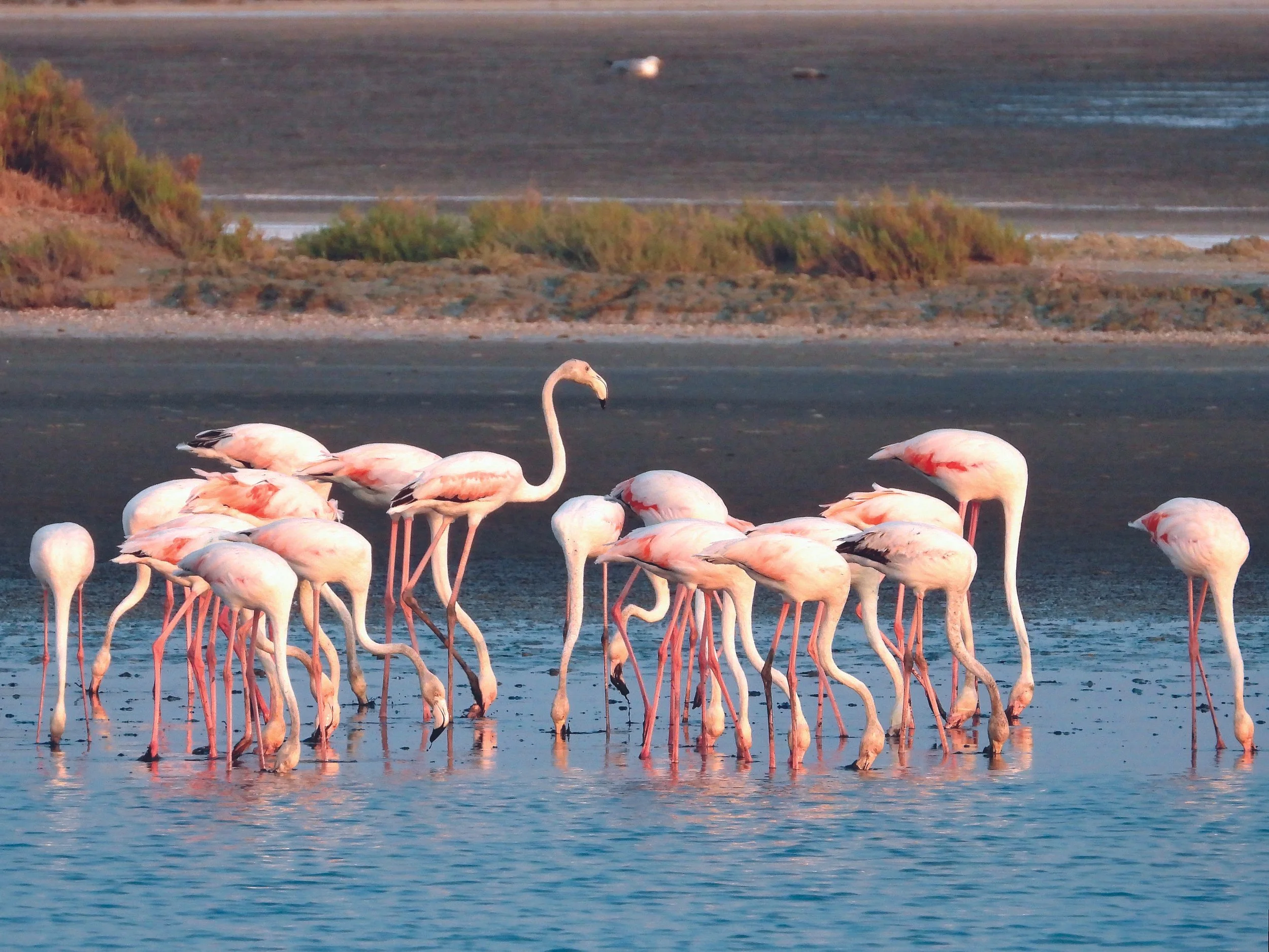 06 flamingo_ADSCN0428.JPG