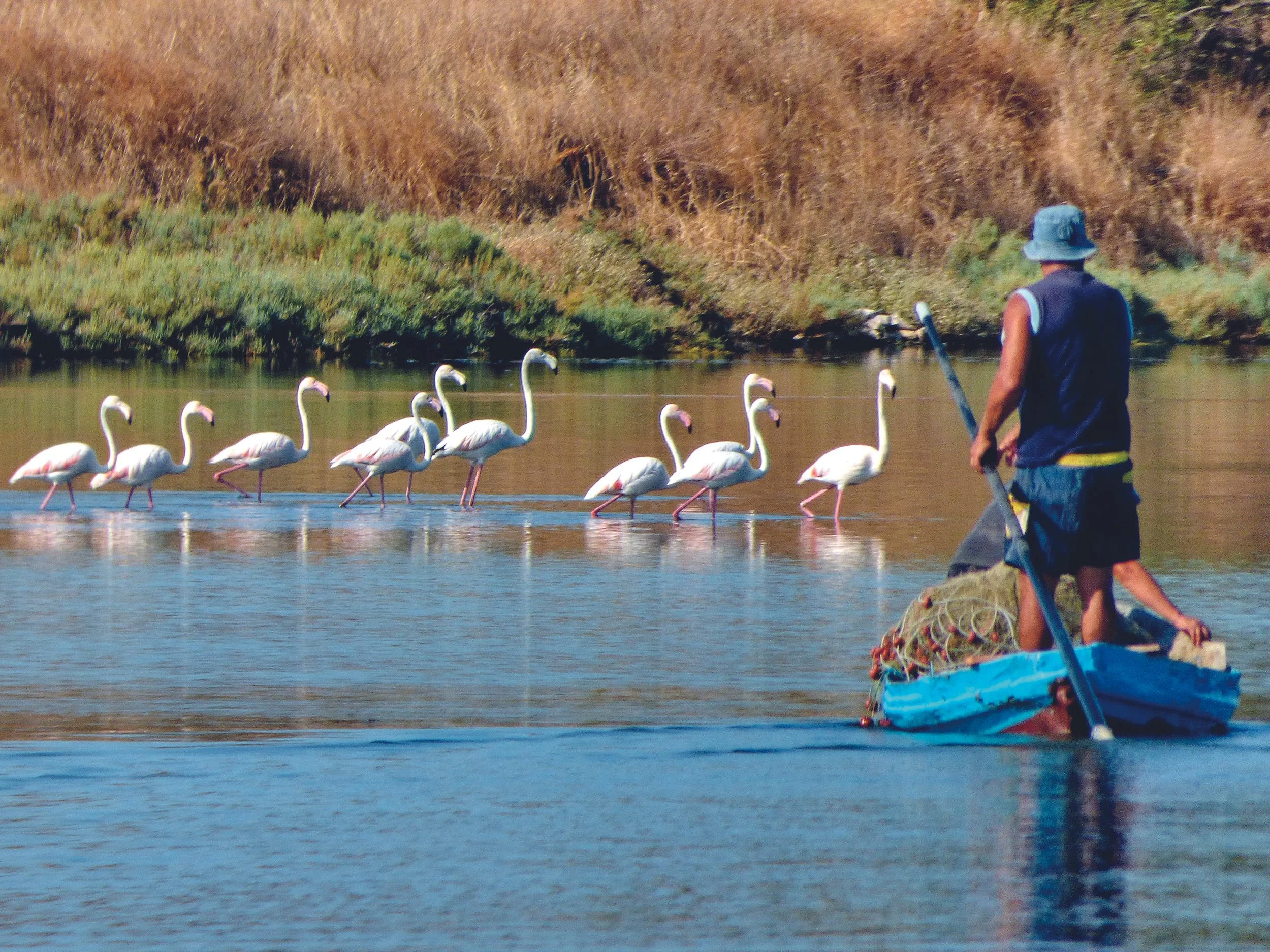 07 flamingo_P1220605.JPG