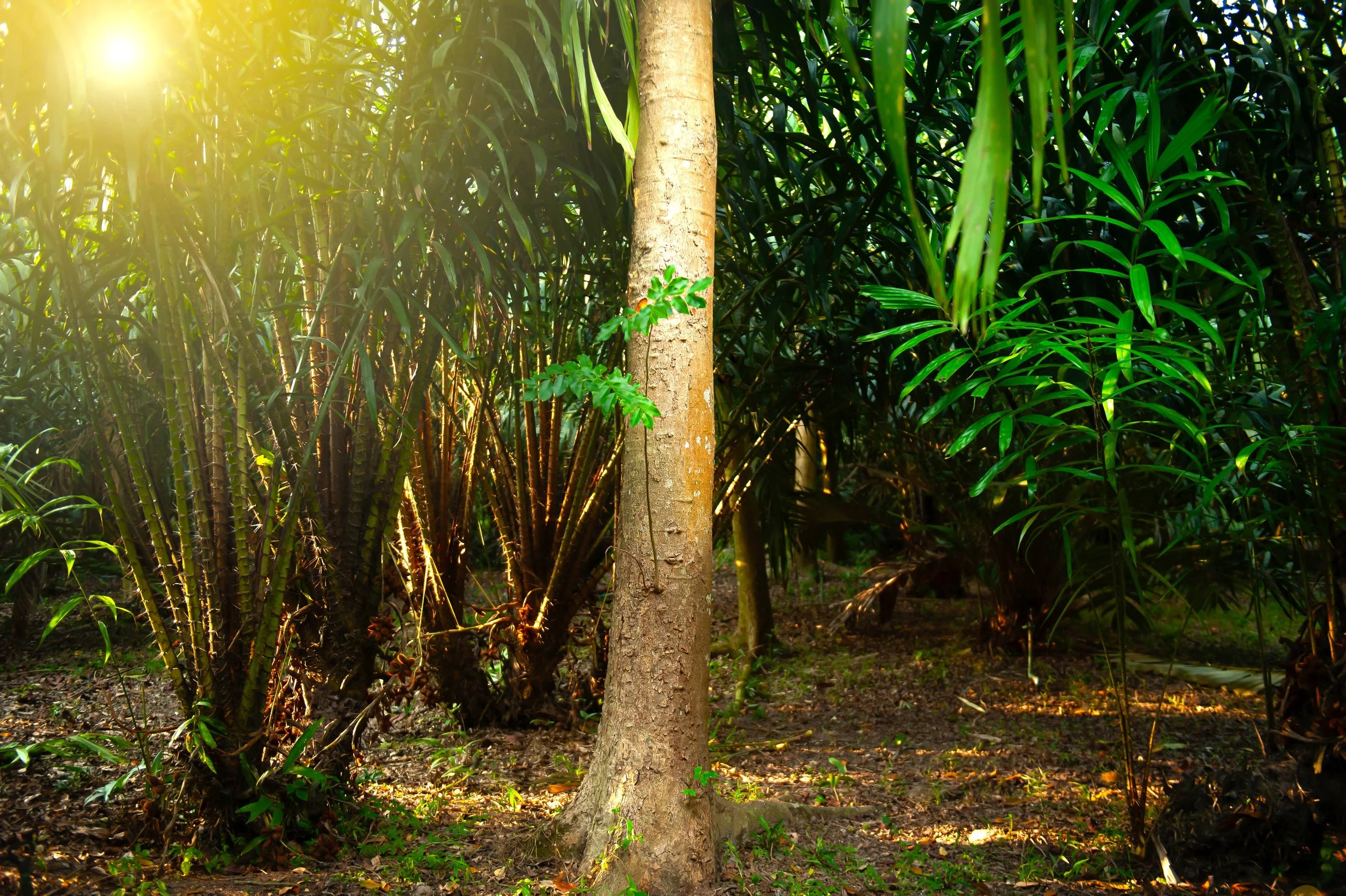 Agarwood Eco Capital: A Two-Year Tree Reserve Investment Opportunity