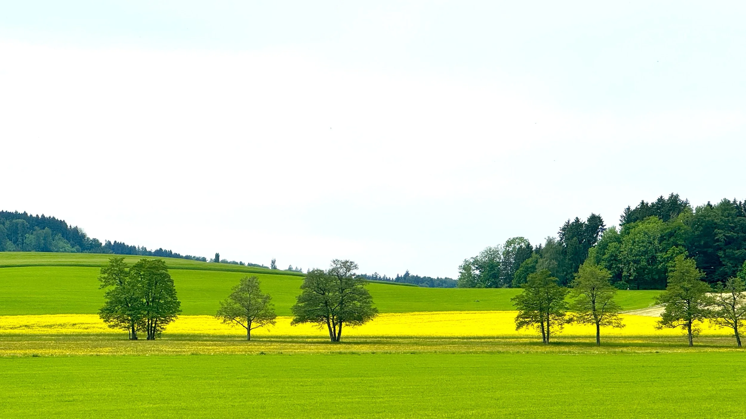 Maas Mentoring: Leadership in Isolation