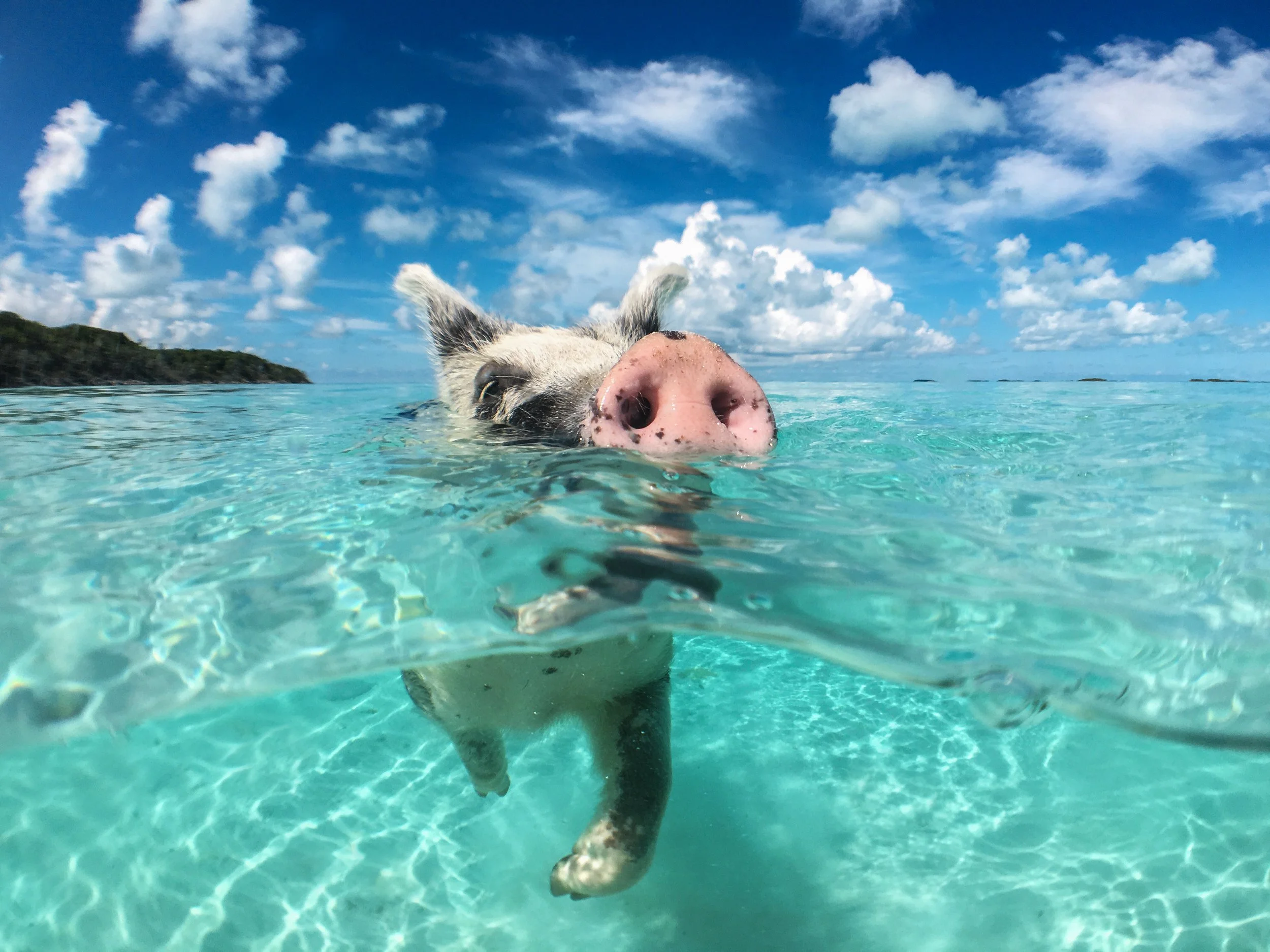 The Exumas famous swimming pigs.jpg