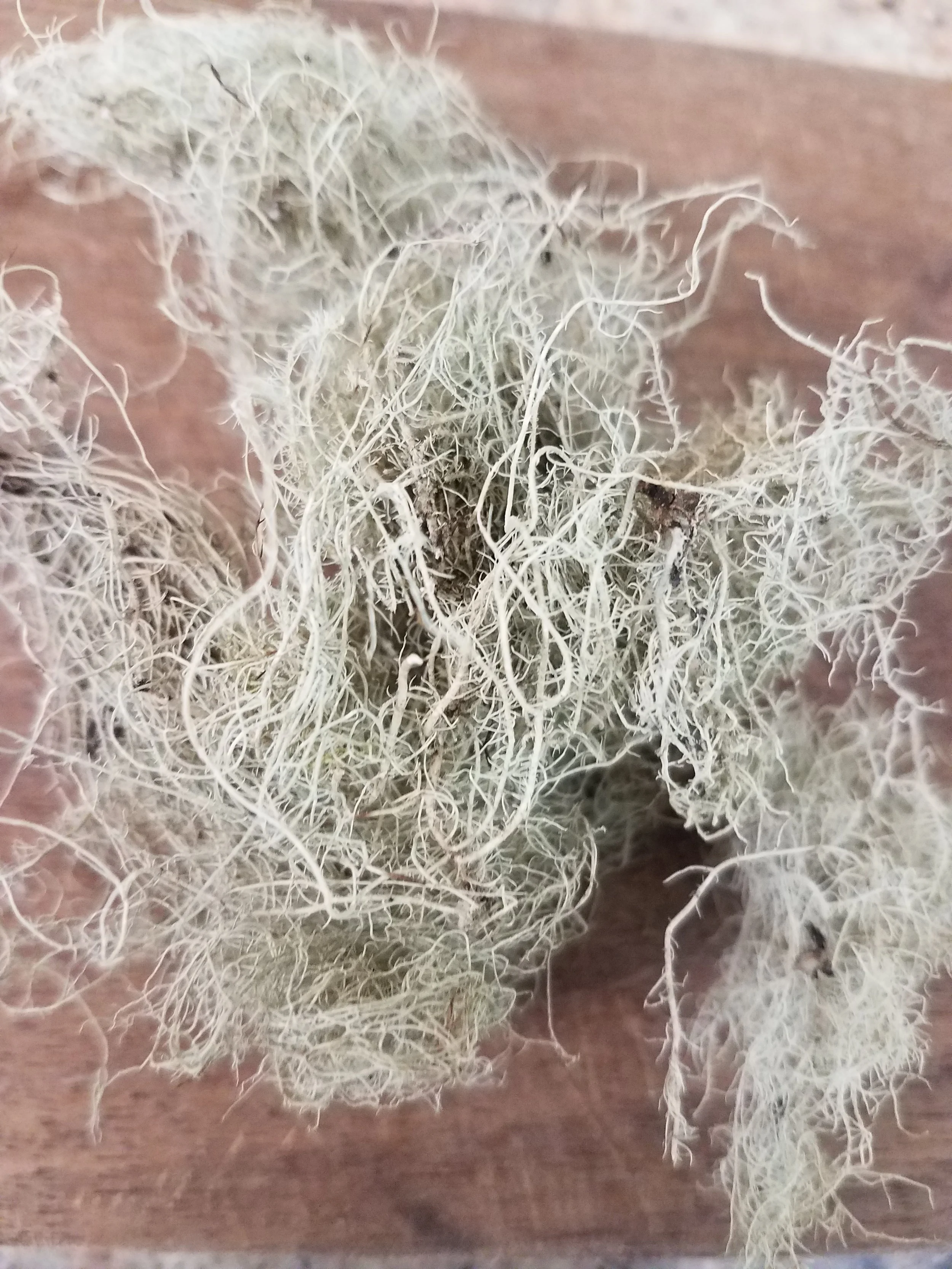 usnea.jpg