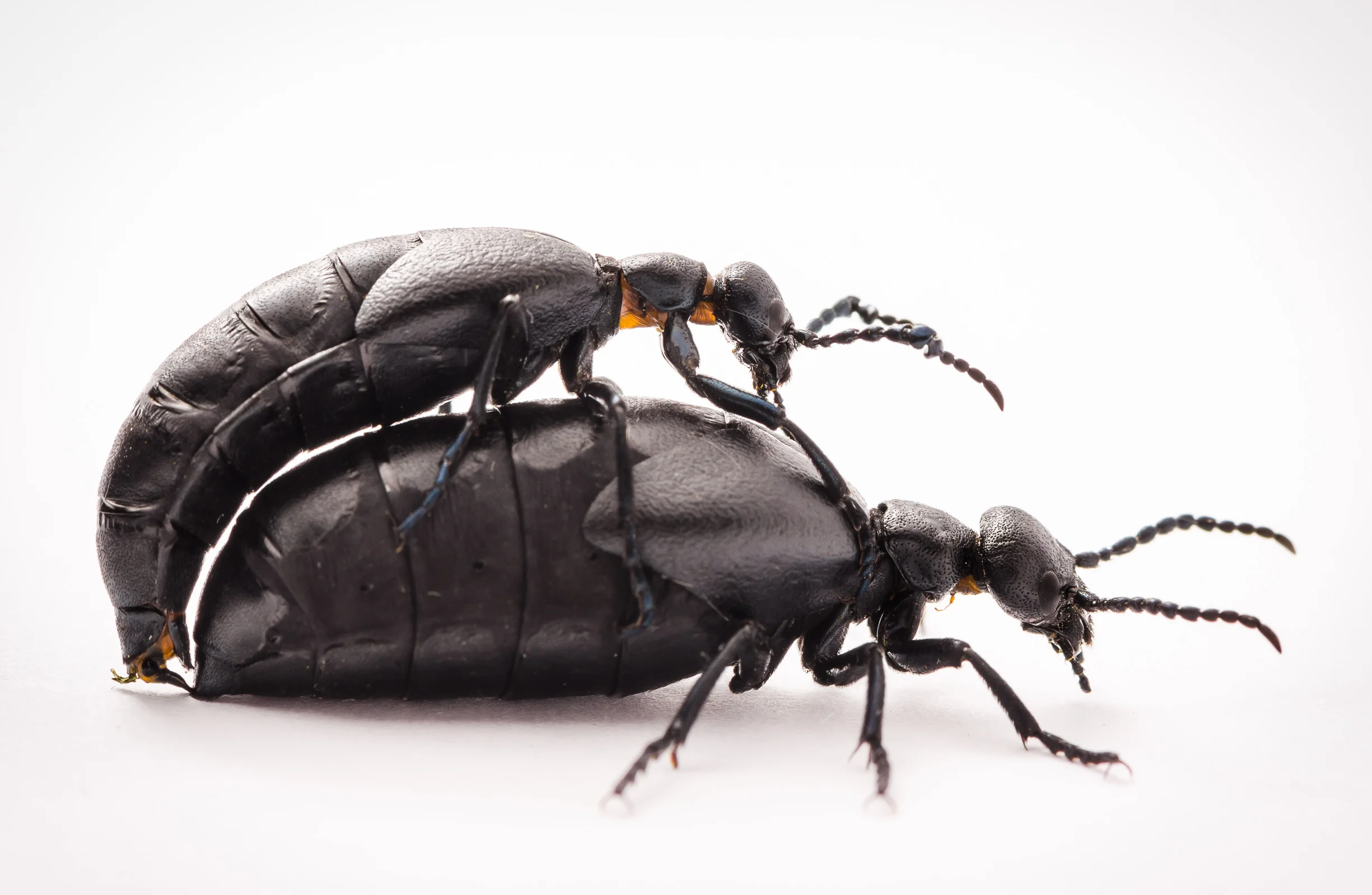 BB_Oil beetles mating-0037.jpg