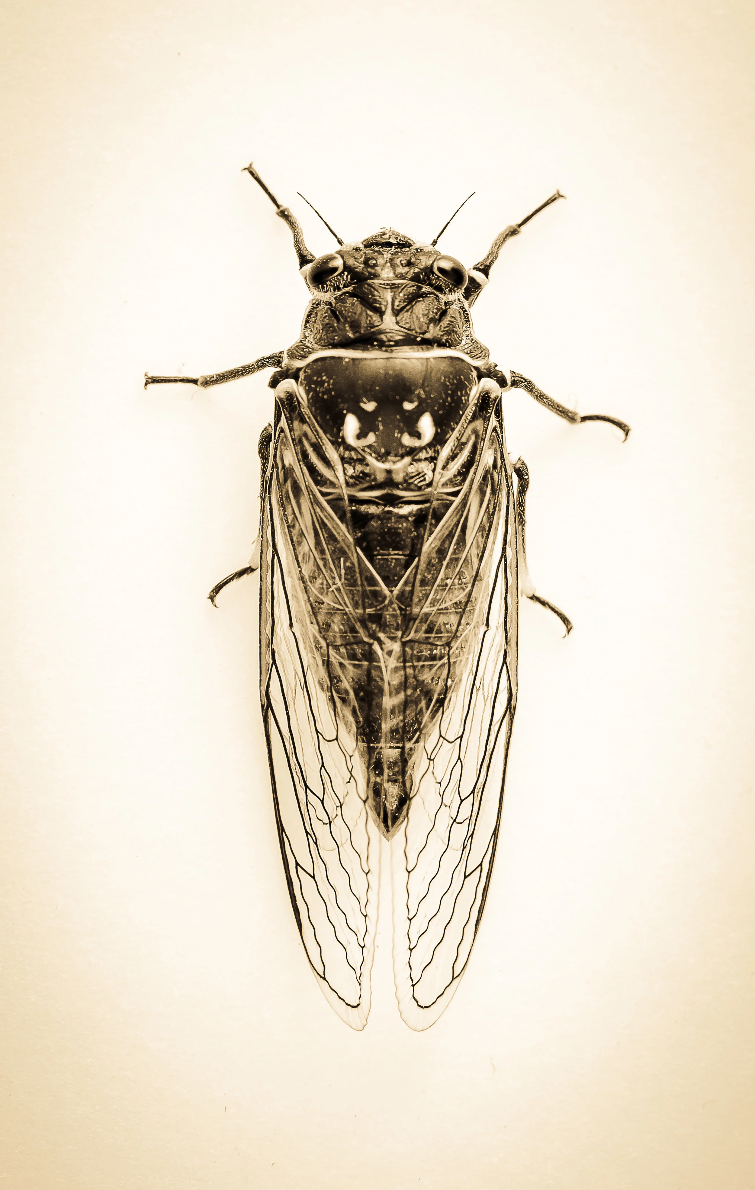 Okanagana sp.-0177.jpg