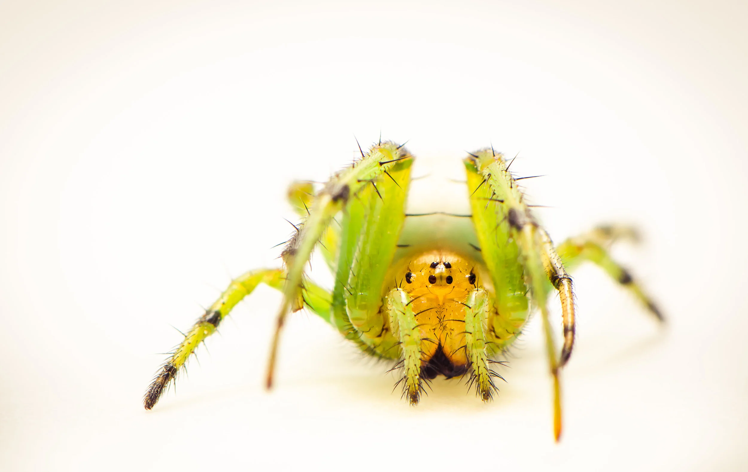 Cactus Orb Weaver -0217.jpg